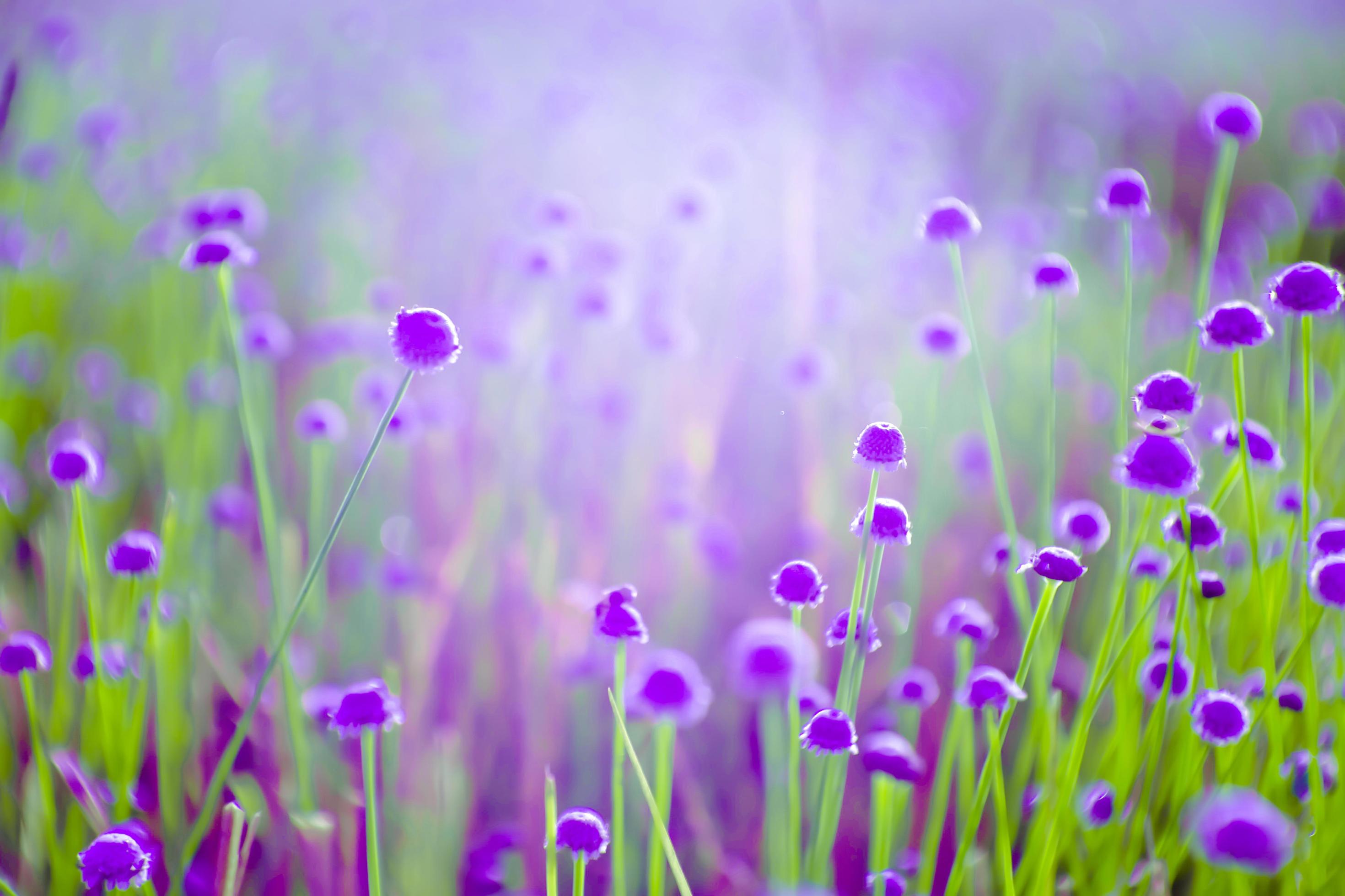 blurred,Purple flower blossom on field. Beautiful growing and flowers on meadow blooming in nature Stock Free