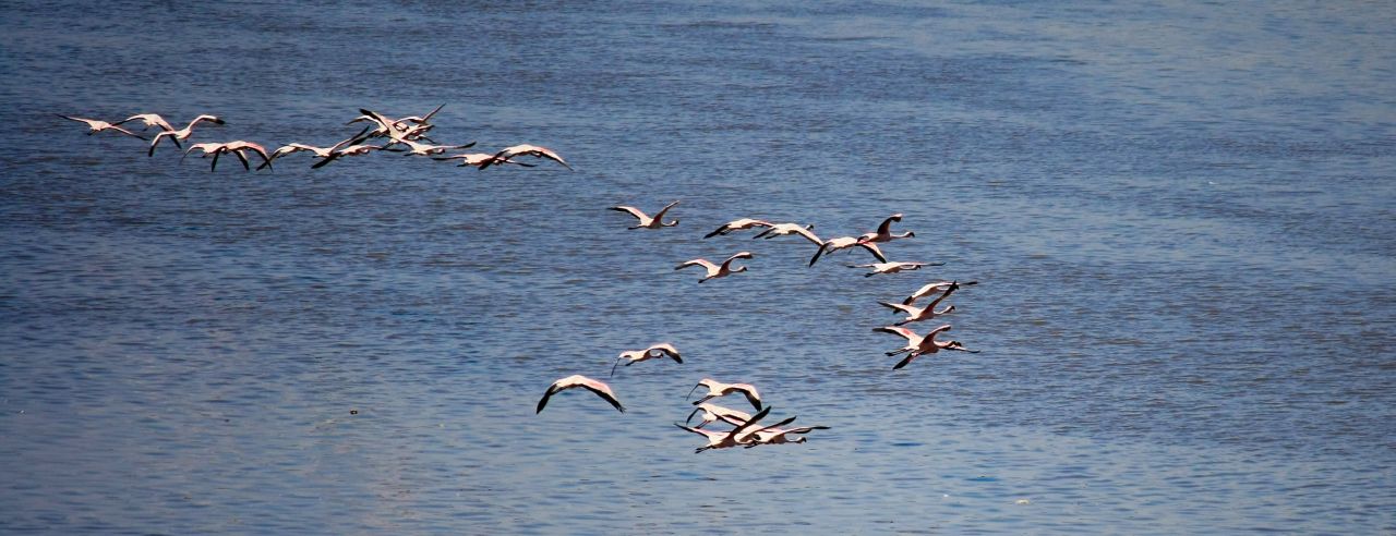 Flying Majestic Flamingos Stock Free