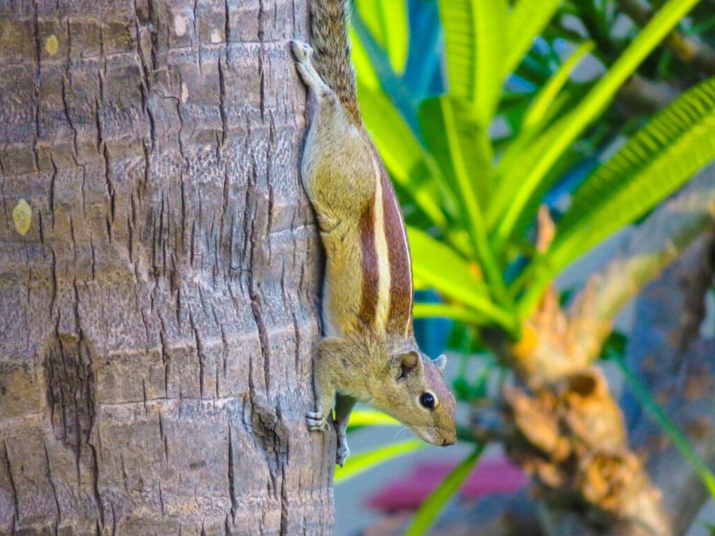 Squirrel Encounter Stock Free