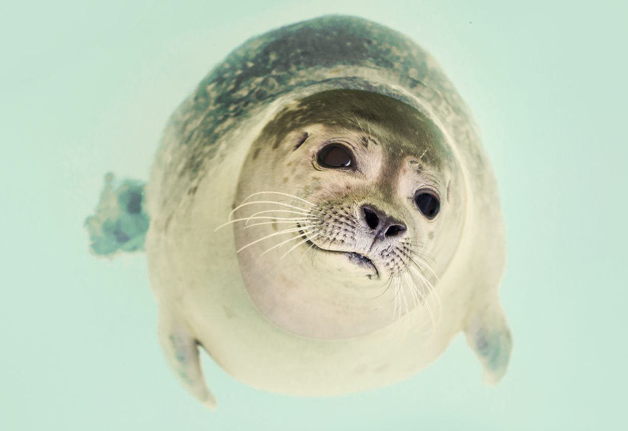 Seal close up Stock Free