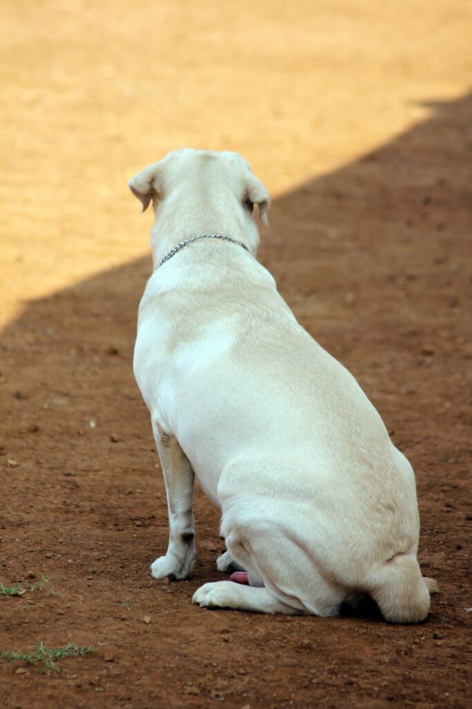 Labrador Sitting Looking Away Stock Free