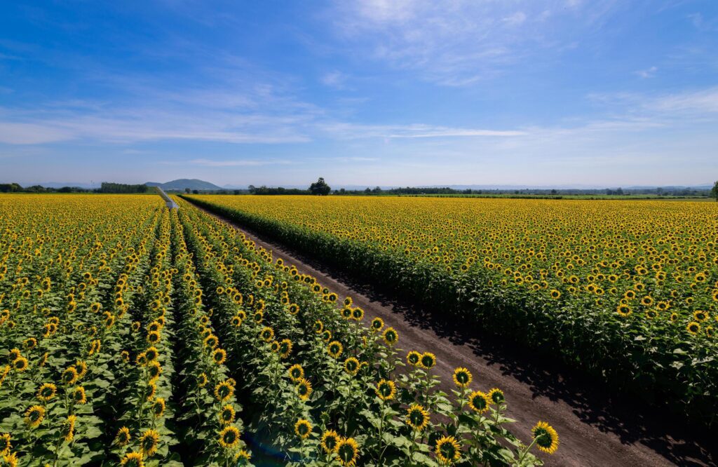 Beautiful sunflower blooming in sunflower field with blue sky background. Lop buri Stock Free