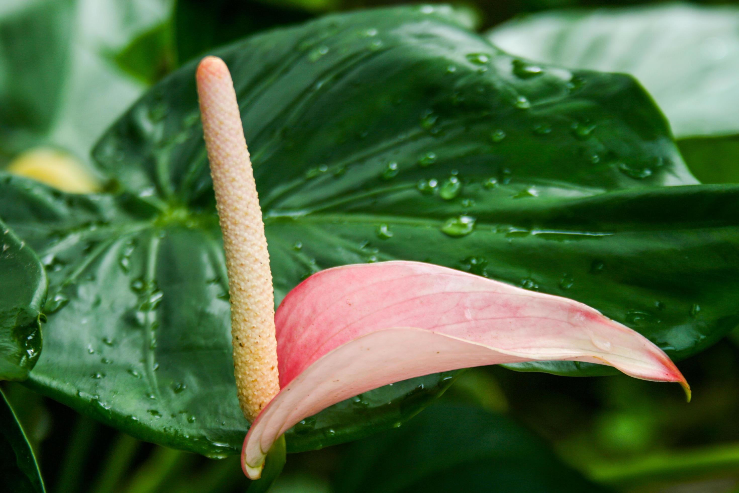 Anthurium flowers and morning dew drops green leaves Stock Free