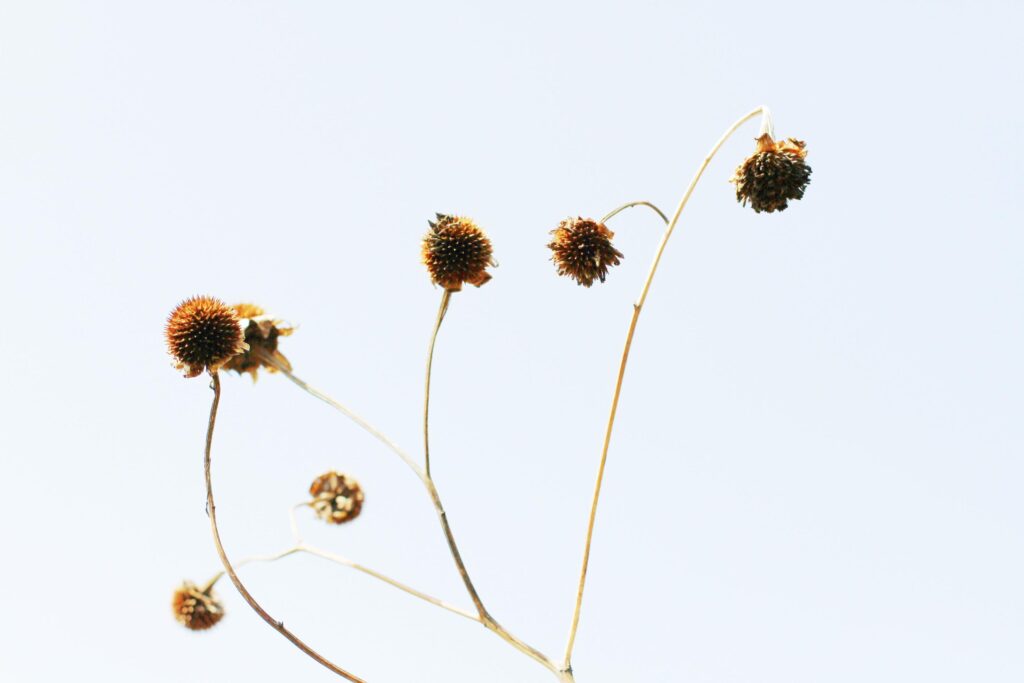 Dry Wild flowers grass in natural sunlight with blue sky Stock Free