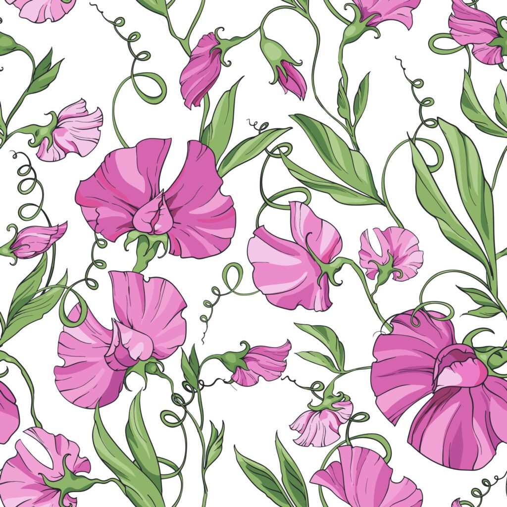 Pink flowers sweet pea on a white background, floral seamless pattern. Pattern for fabric, wrapping paper, web pages, invitations, cards Free Vector