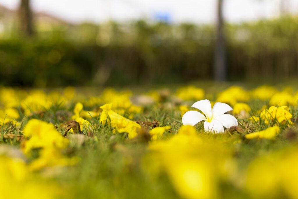 Plumeria flowers are most fragrant at night. it contains primarily deciduous shrubs and small trees. Stock Free