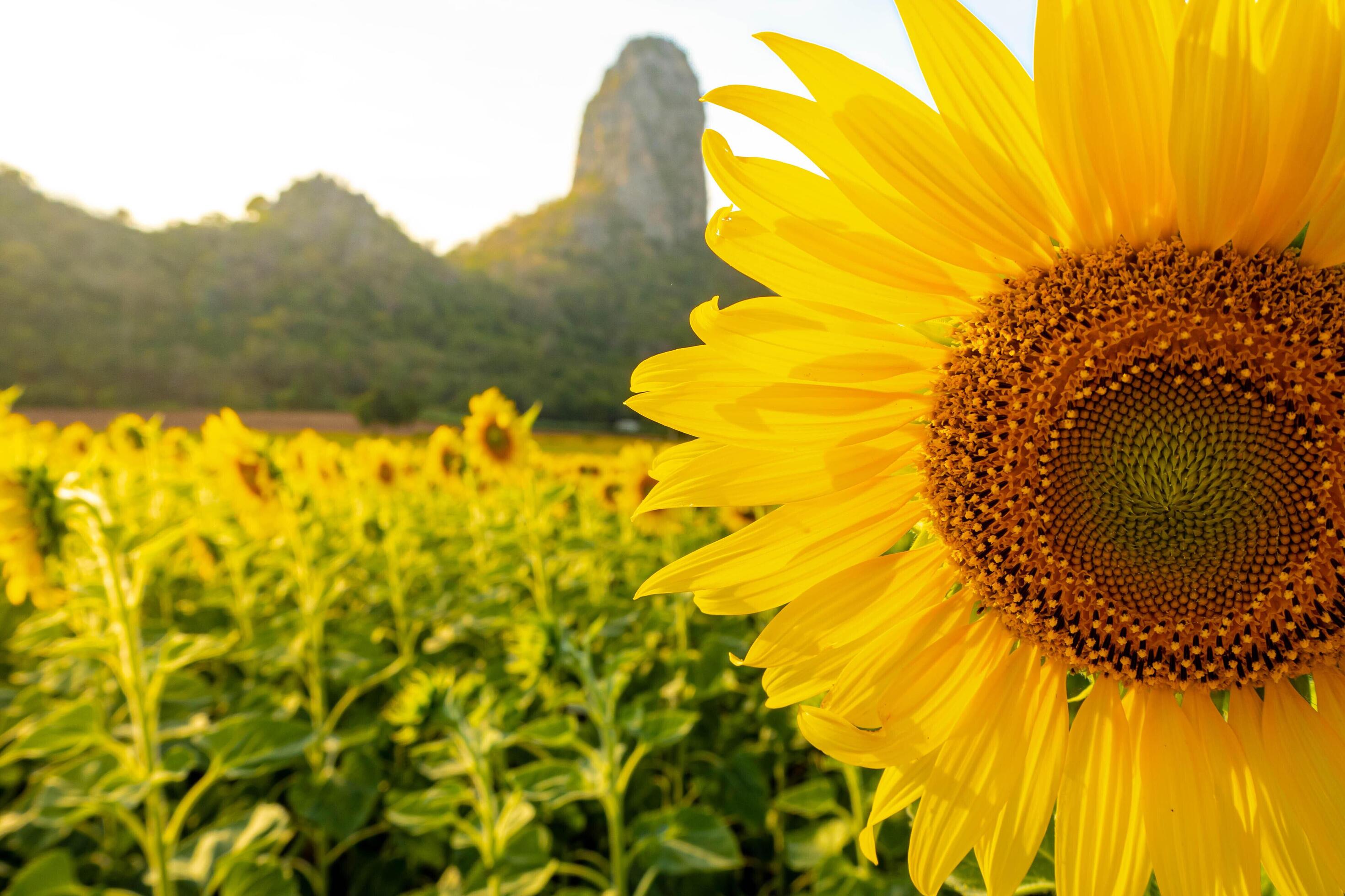 At sunset, a summer sunflower meadow in Lopburi, Thailand, with a mountain background. Stock Free