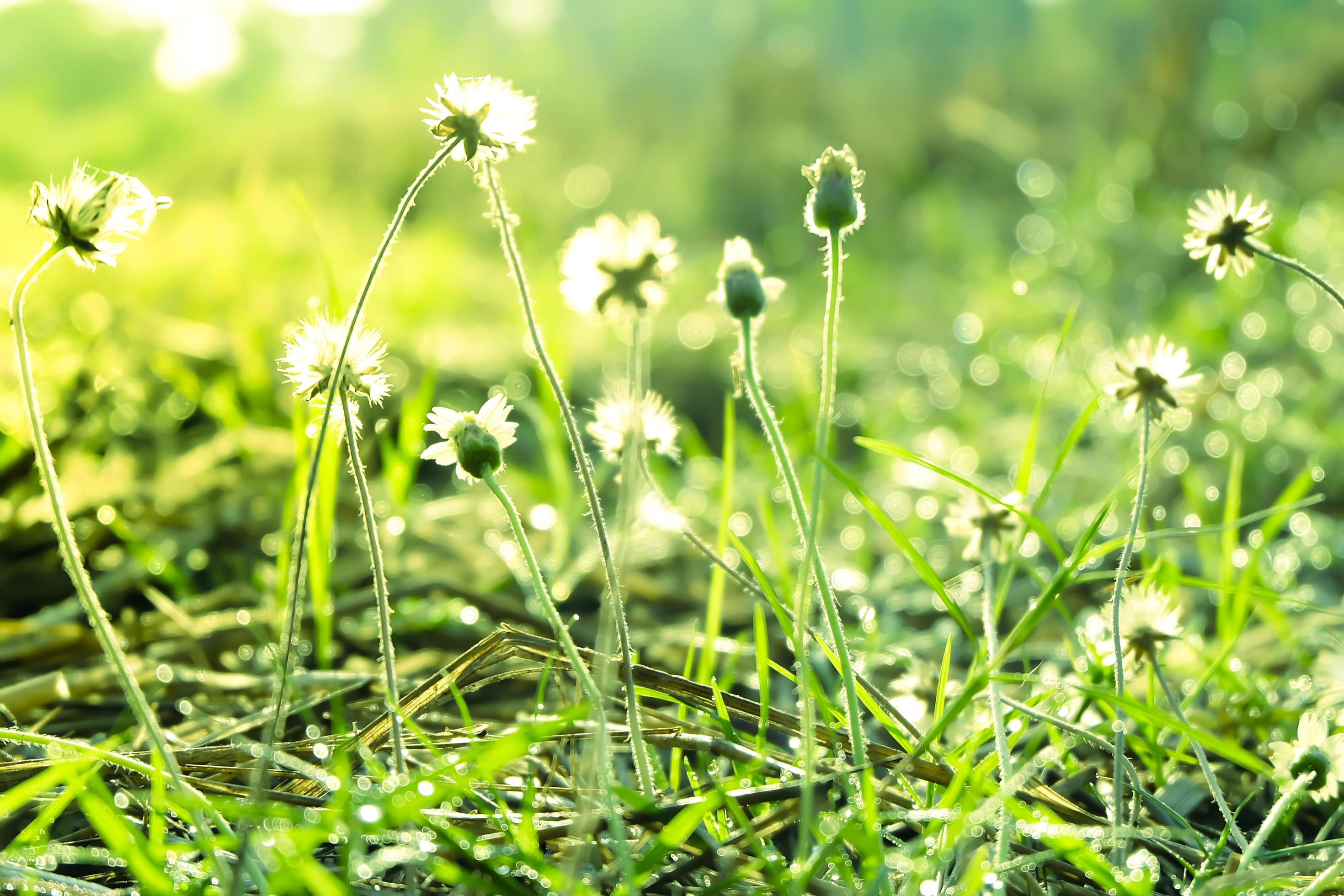 Green fresh nature flowers field grass with dew drops in the morning.Beautiful bokeh on blurred background Stock Free