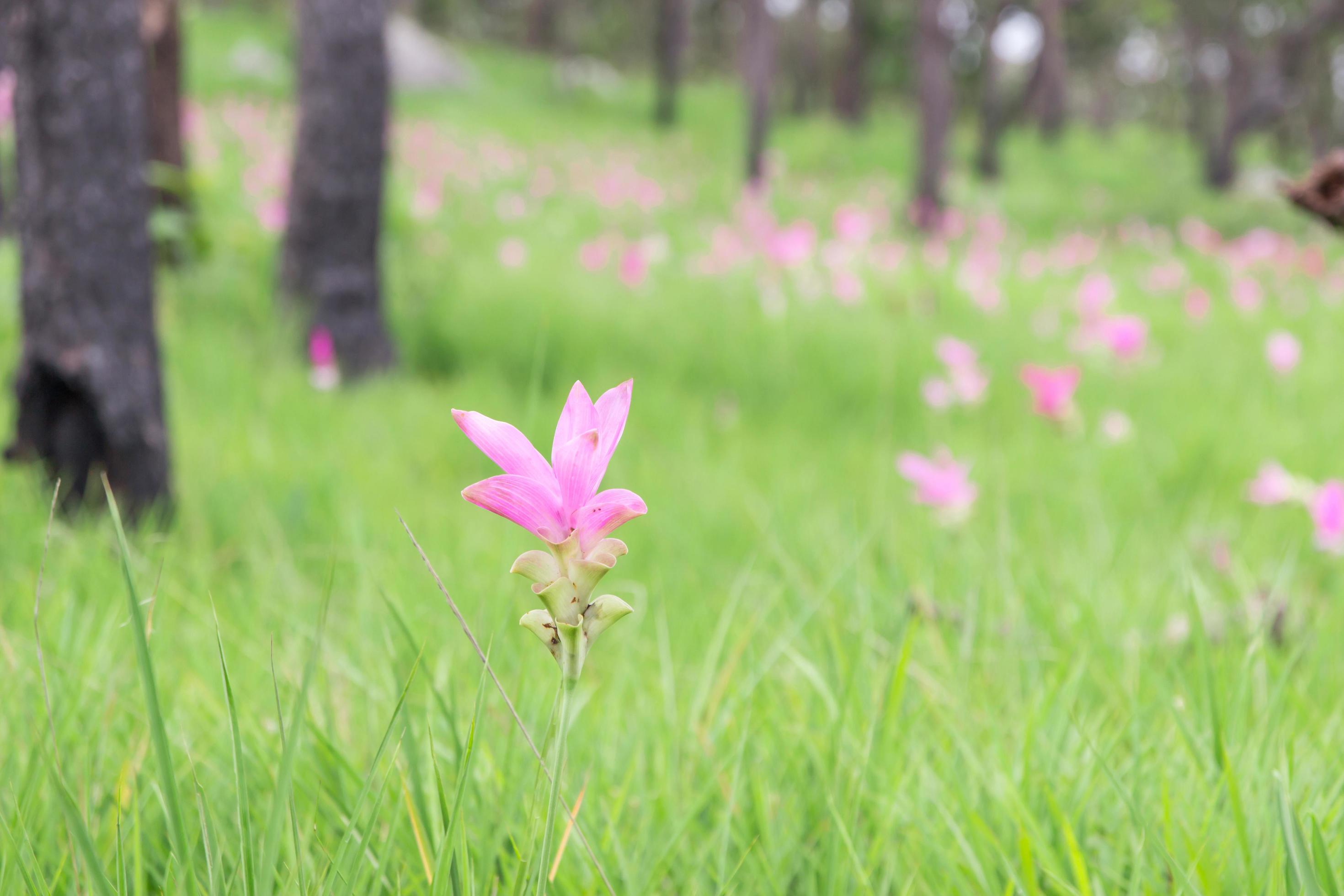 Krachiew or Curcuma sessilis flowers pink color Be eaten by insects in Green meadow,Chaiyaphum,Thailand Stock Free