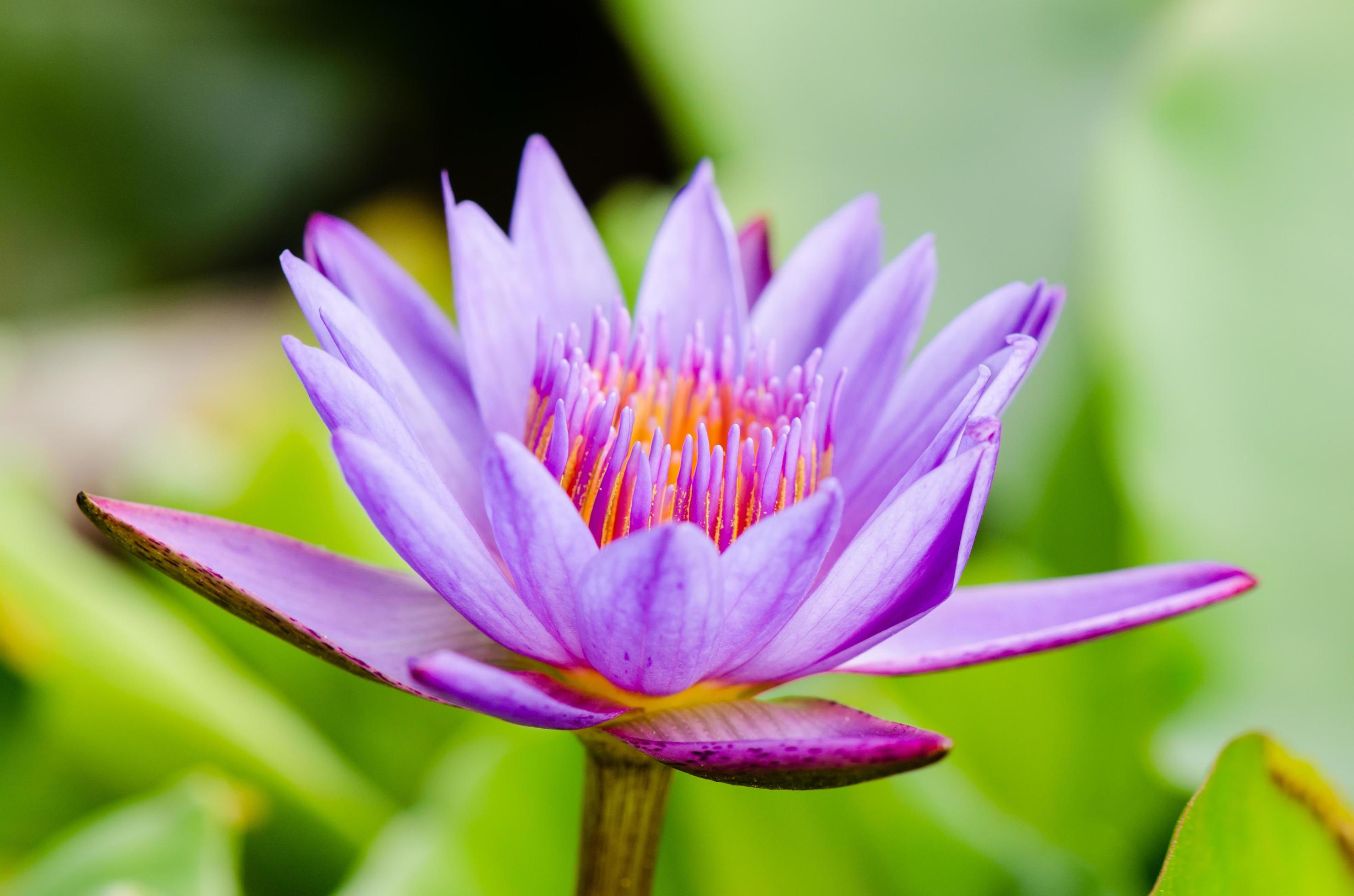 Purple Lotus flower Nymphaea Nouchali Stock Free