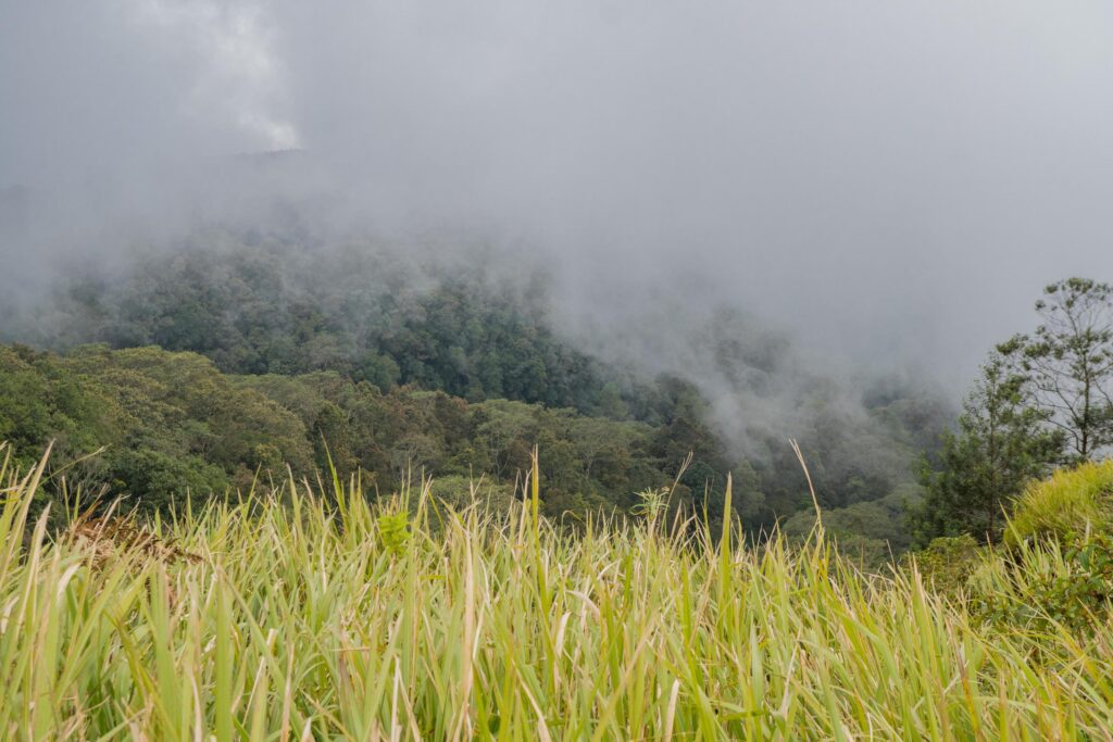 The way going to peak mountain, with Savana and foggy vibes. The photo is suitable to use for adventure content media, nature poster and forest background. Stock Free