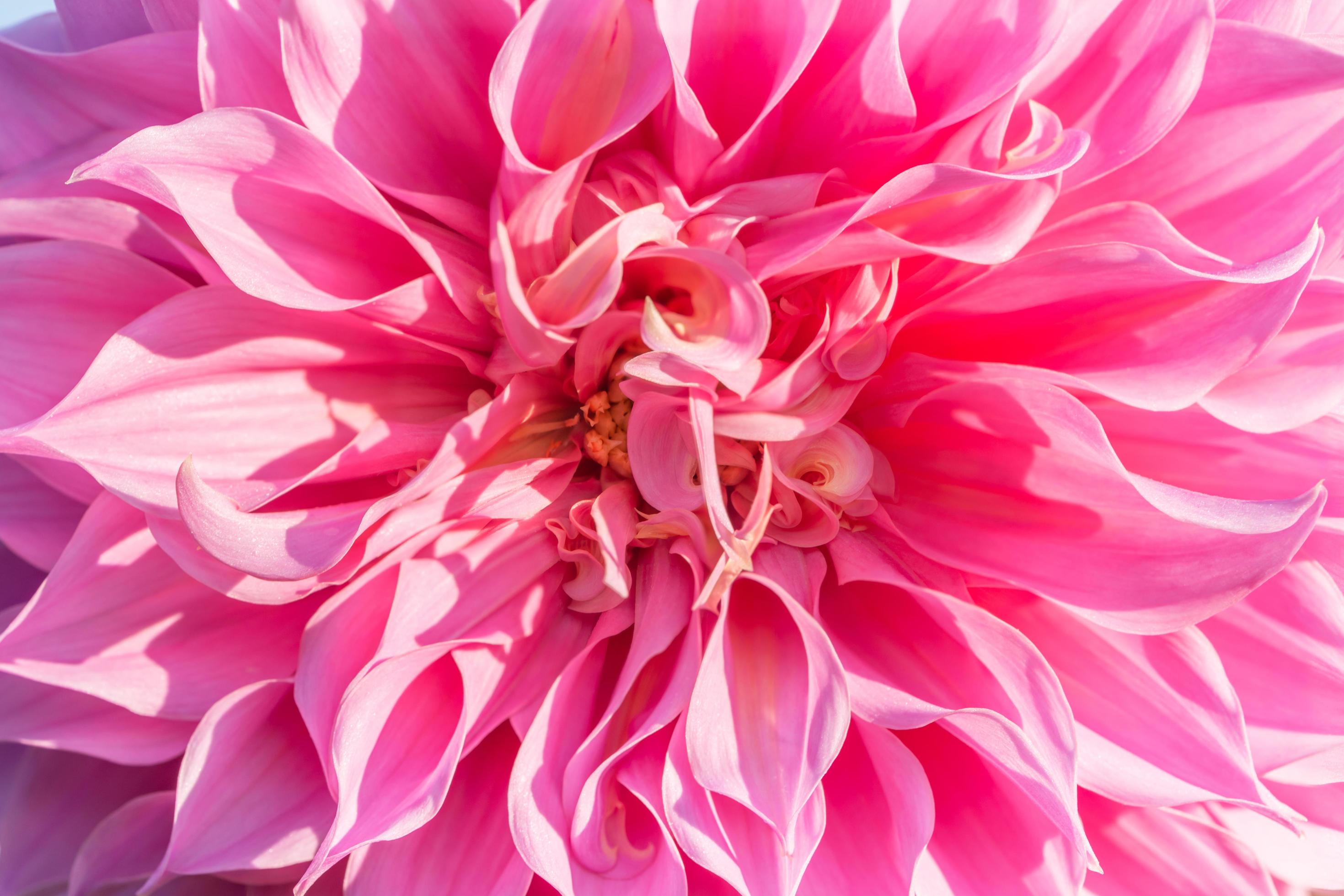 background nature Flower dahlia Orange,pink flowers Stock Free