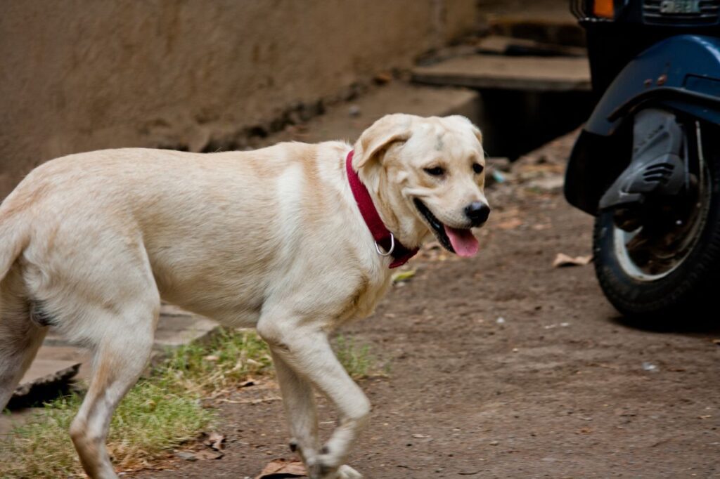 Dog On Street Stock Free