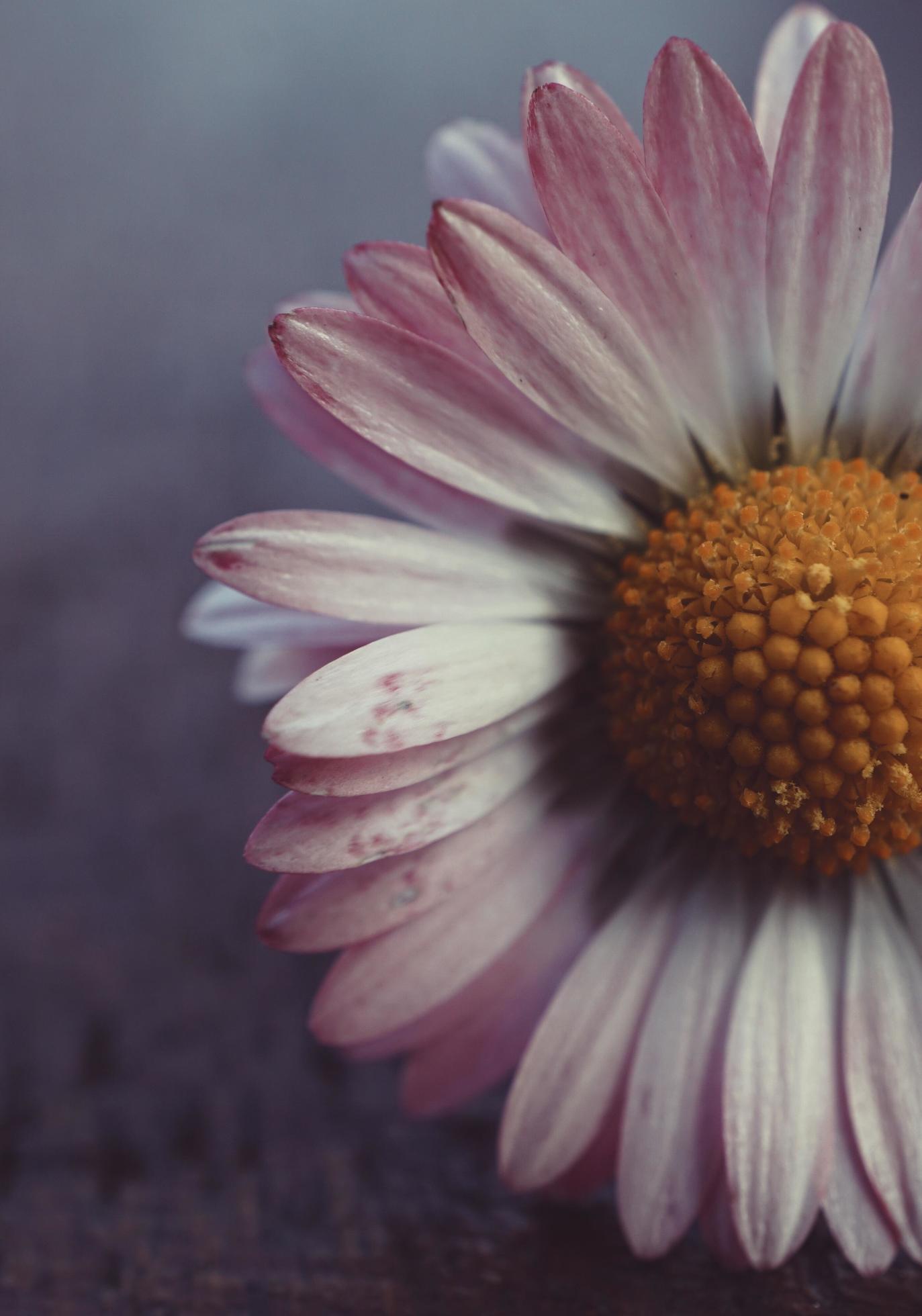 Beautiful white daisy flower in the spring season Stock Free