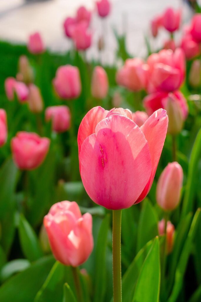 Background of many bright pink tulips. Floral background from a carpet of bright pink tulips. Stock Free