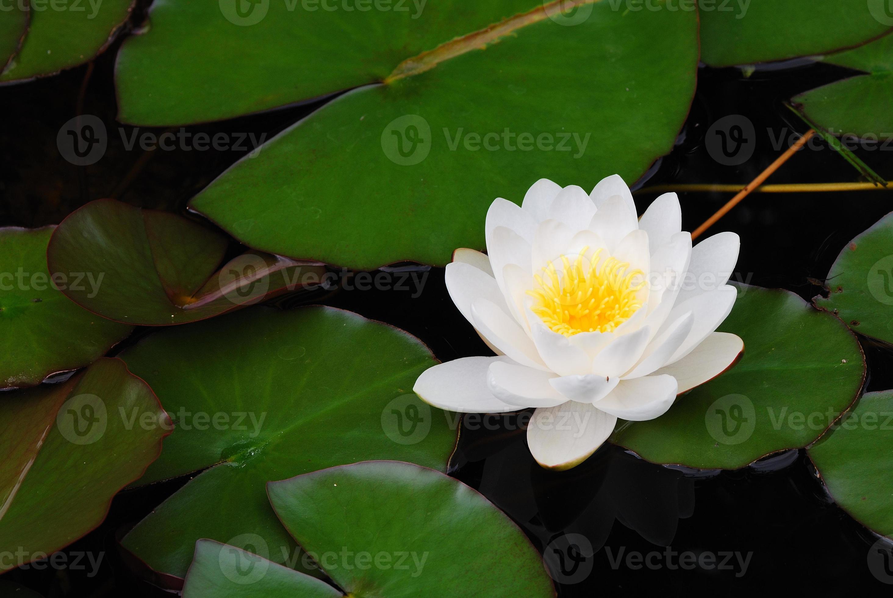 white flower in a pond Stock Free