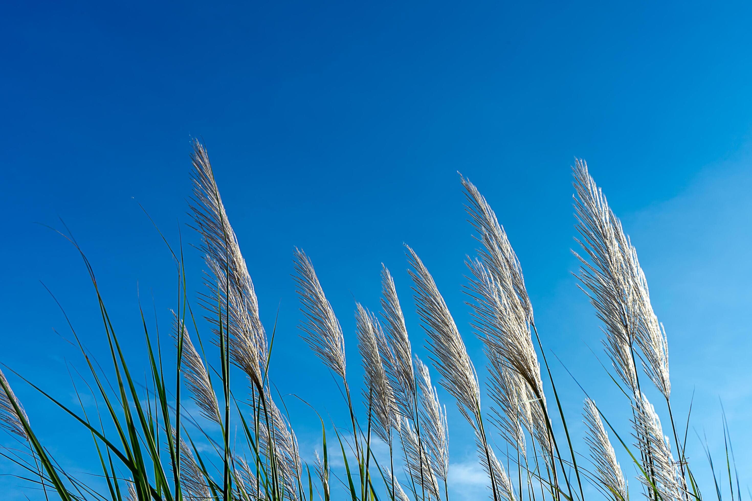 White grass flower with blue sky background. Stock Free