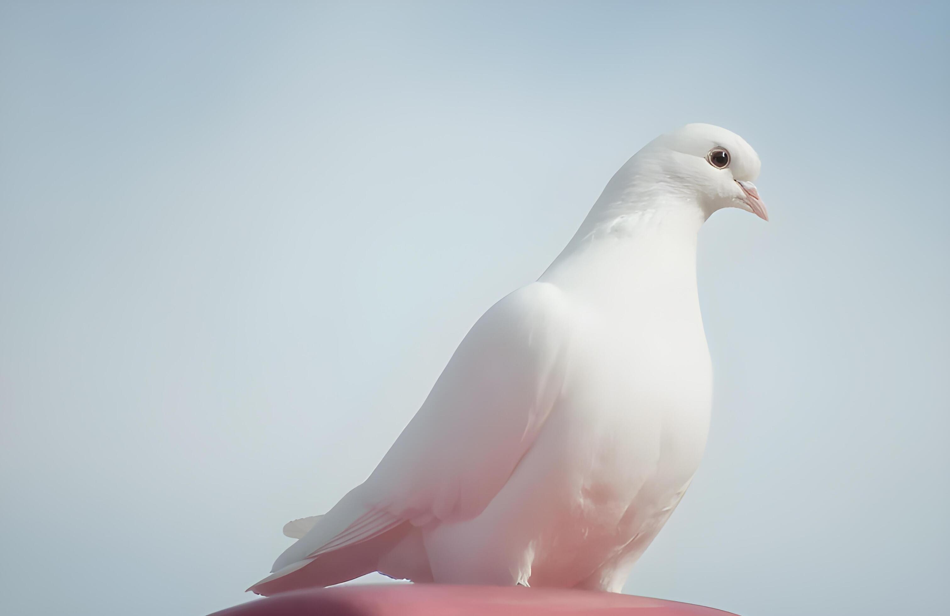 a white dove is on a color background Stock Free