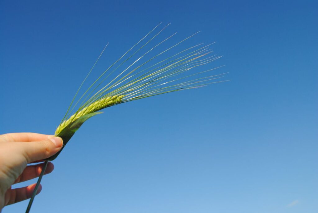 Holding a grain Stock Free