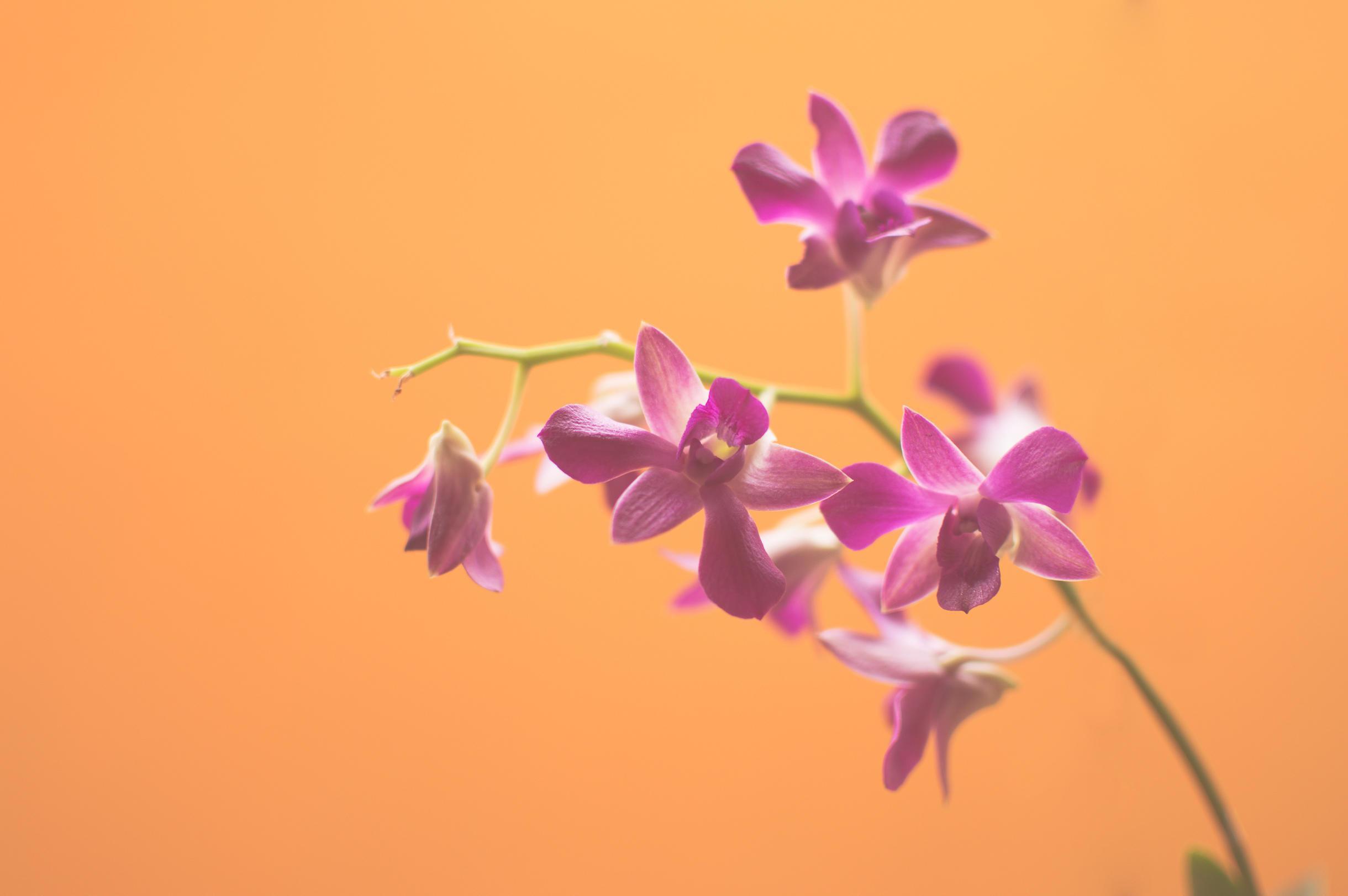 Purple flowers on orange background Stock Free