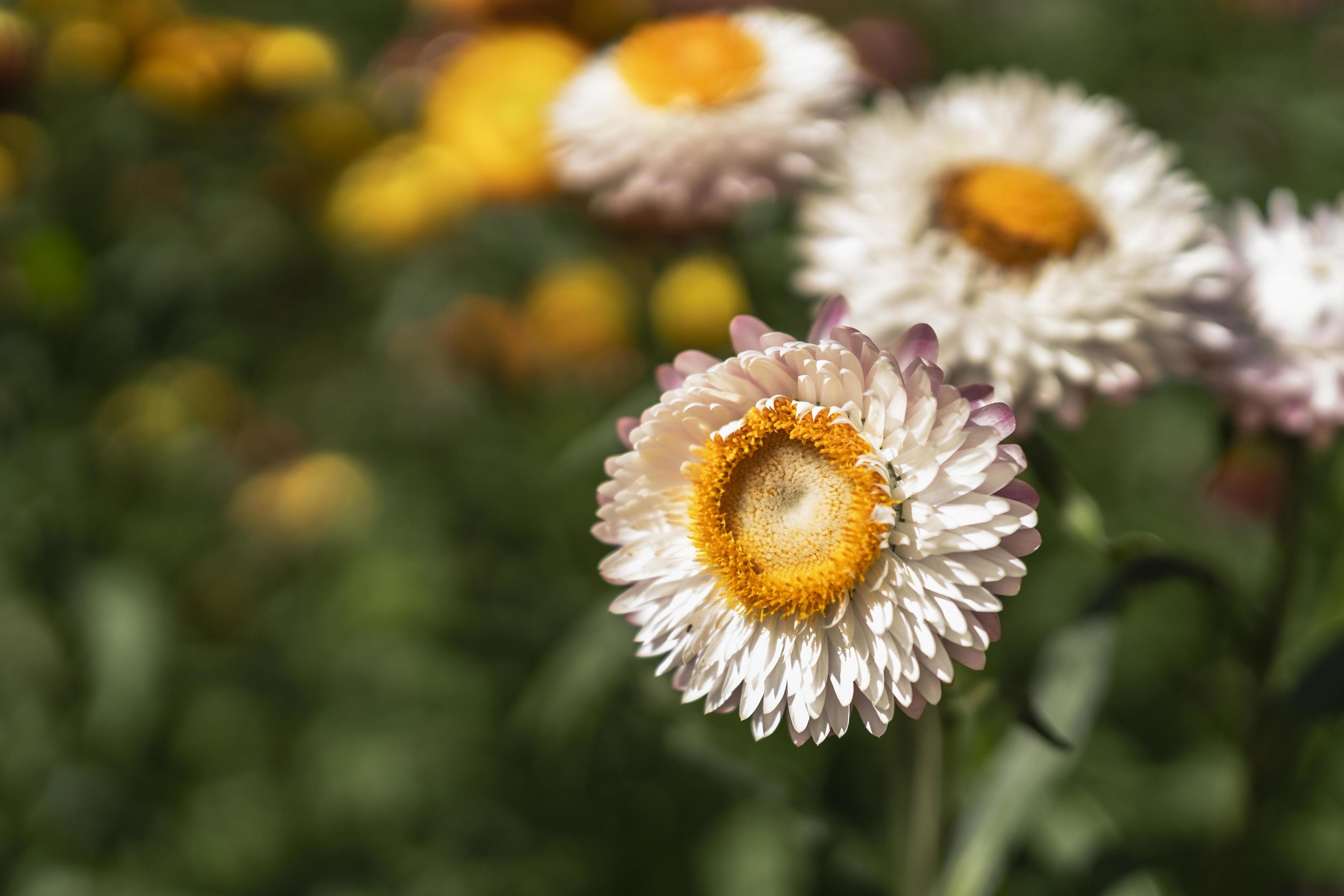 olorful straw flower blossom booming in garden Stock Free