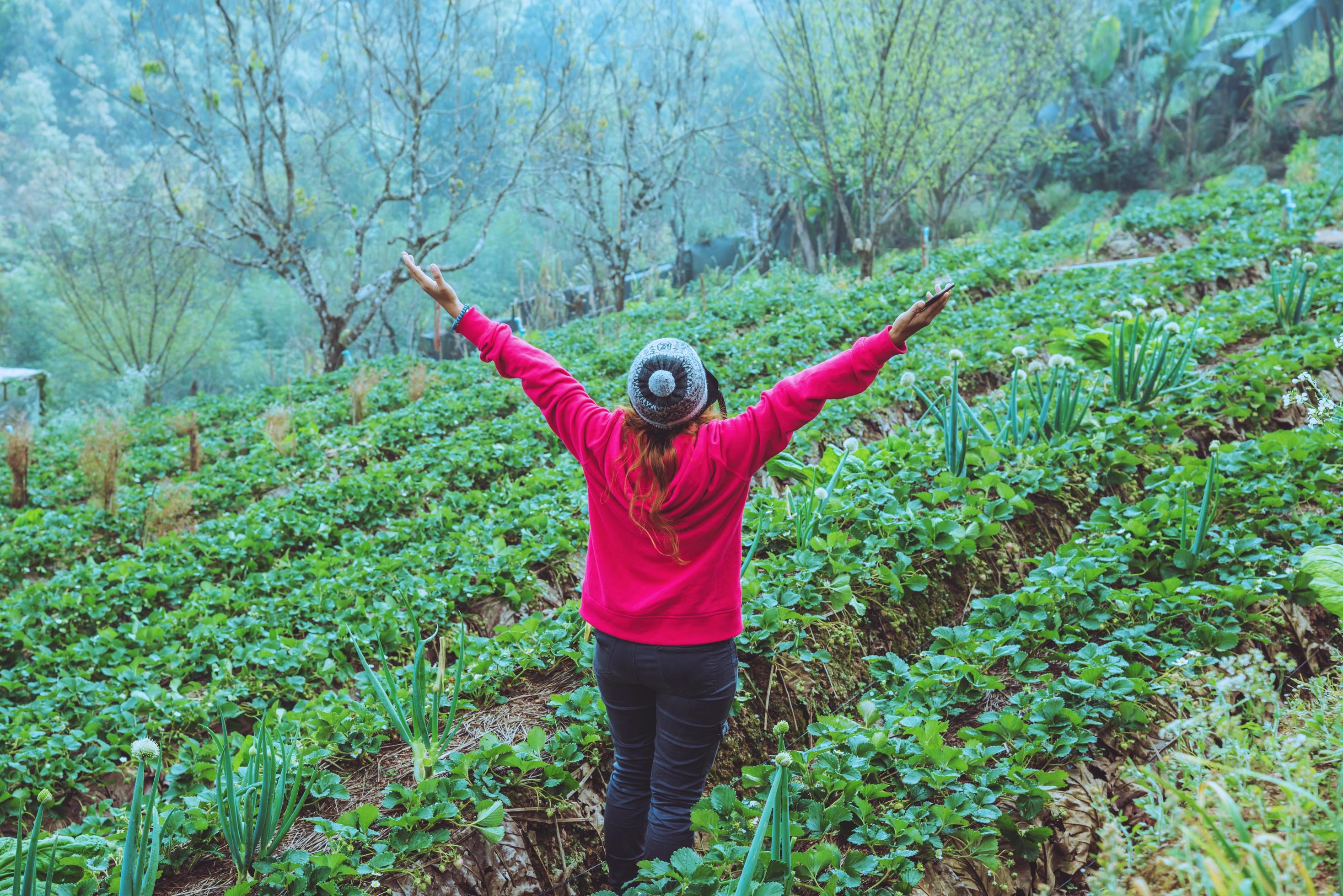 woman asian travel nature. Travel relax.. Keep strawberry in the farm. On the Moutain. At summer. Stock Free