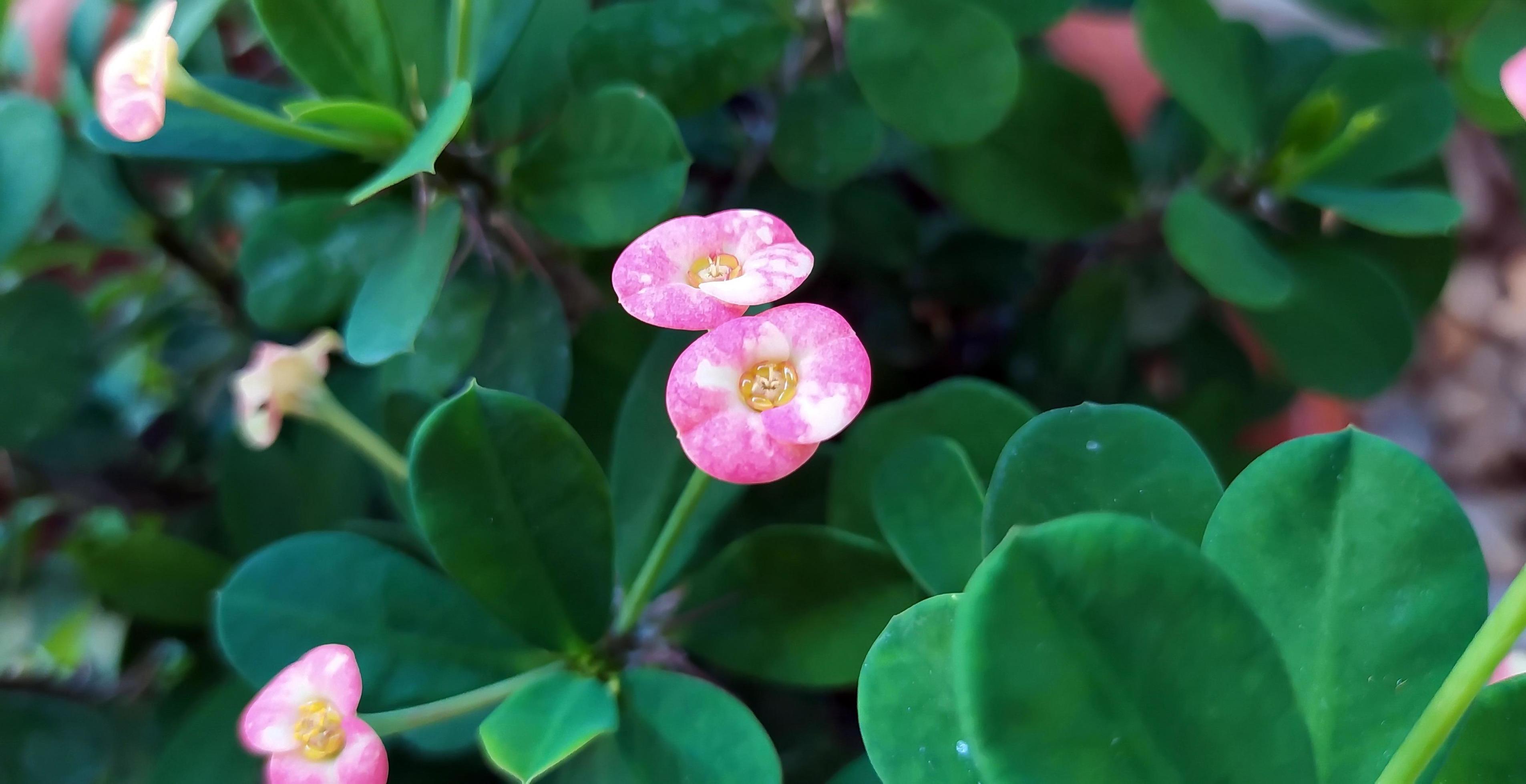 Focus on a pair of beautiful pink Crown of Thorns flowers. Stock Free