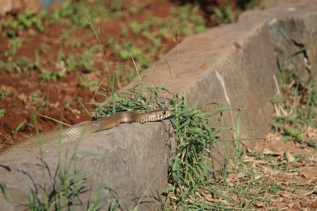 Snake In Garden Forest Stock Free