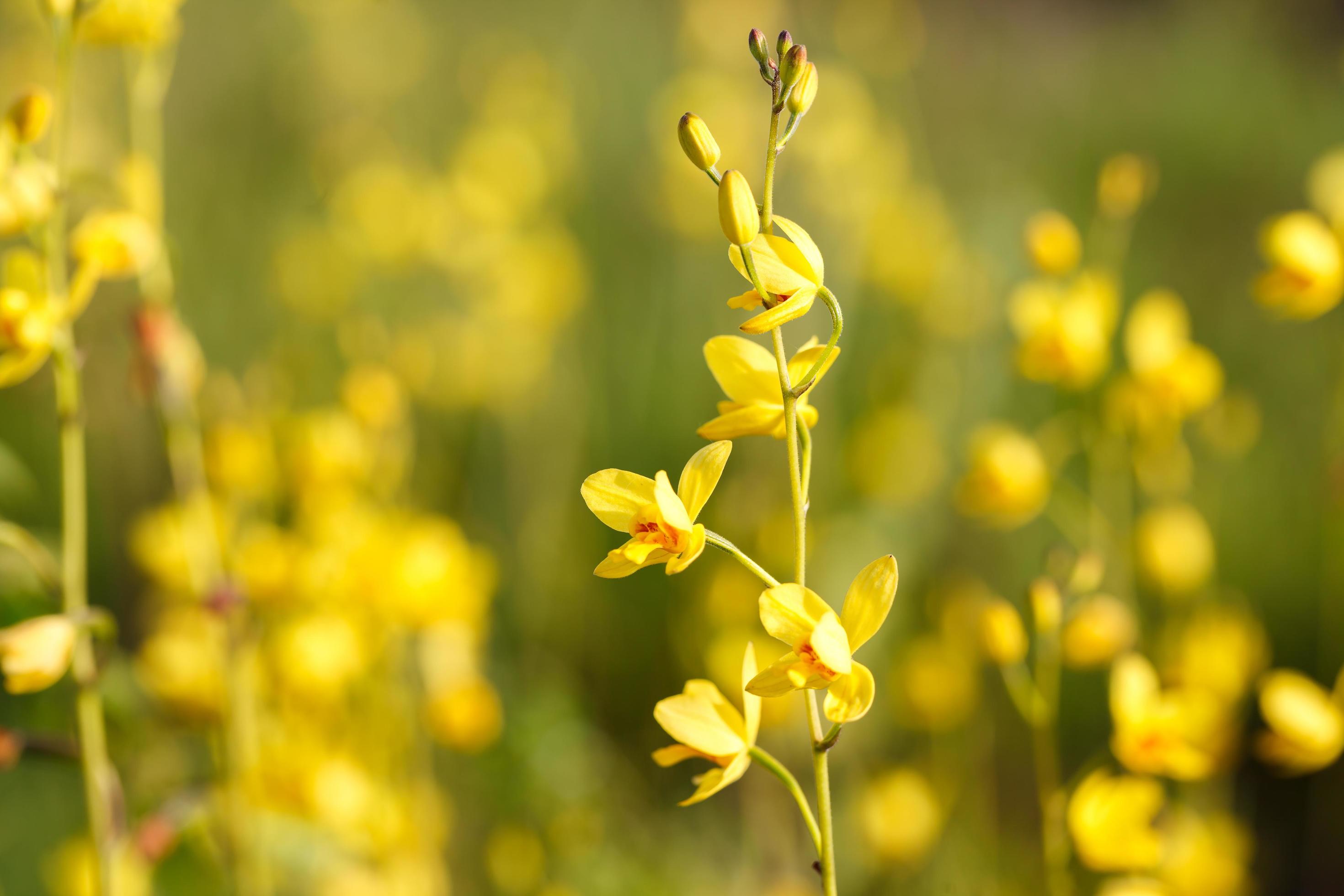 Wild orchids in nature, Spathoglottis lobbii Lindl flower Stock Free