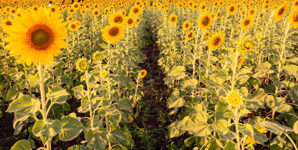 At sunset, a summer sunflower meadow in Lopburi, Thailand, with a mountain background. Stock Free