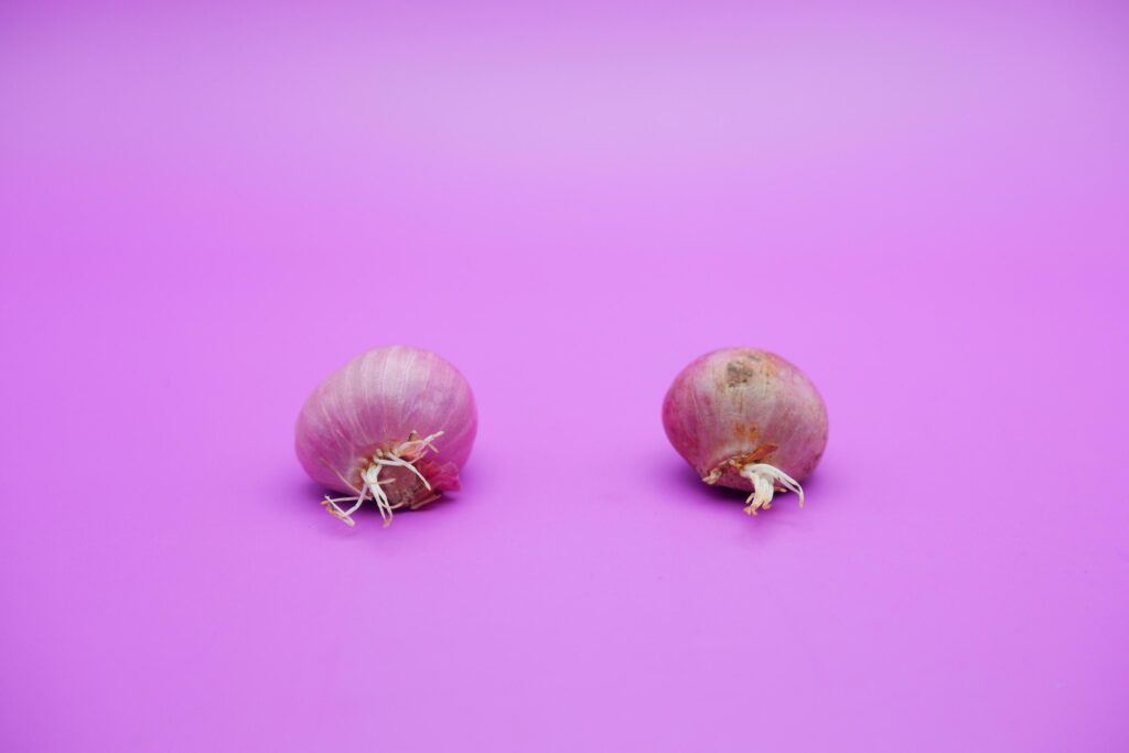 shallots that have started to grow roots. red onion isolated on purple background. Stock Free