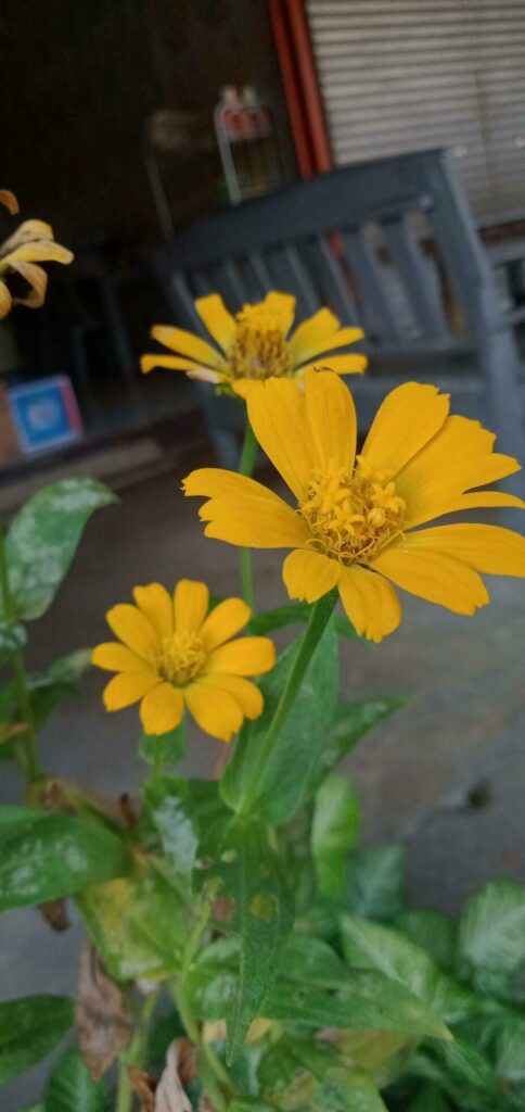 Nature Photography – Yellow Wedelia Chinensis Flower Stock Free