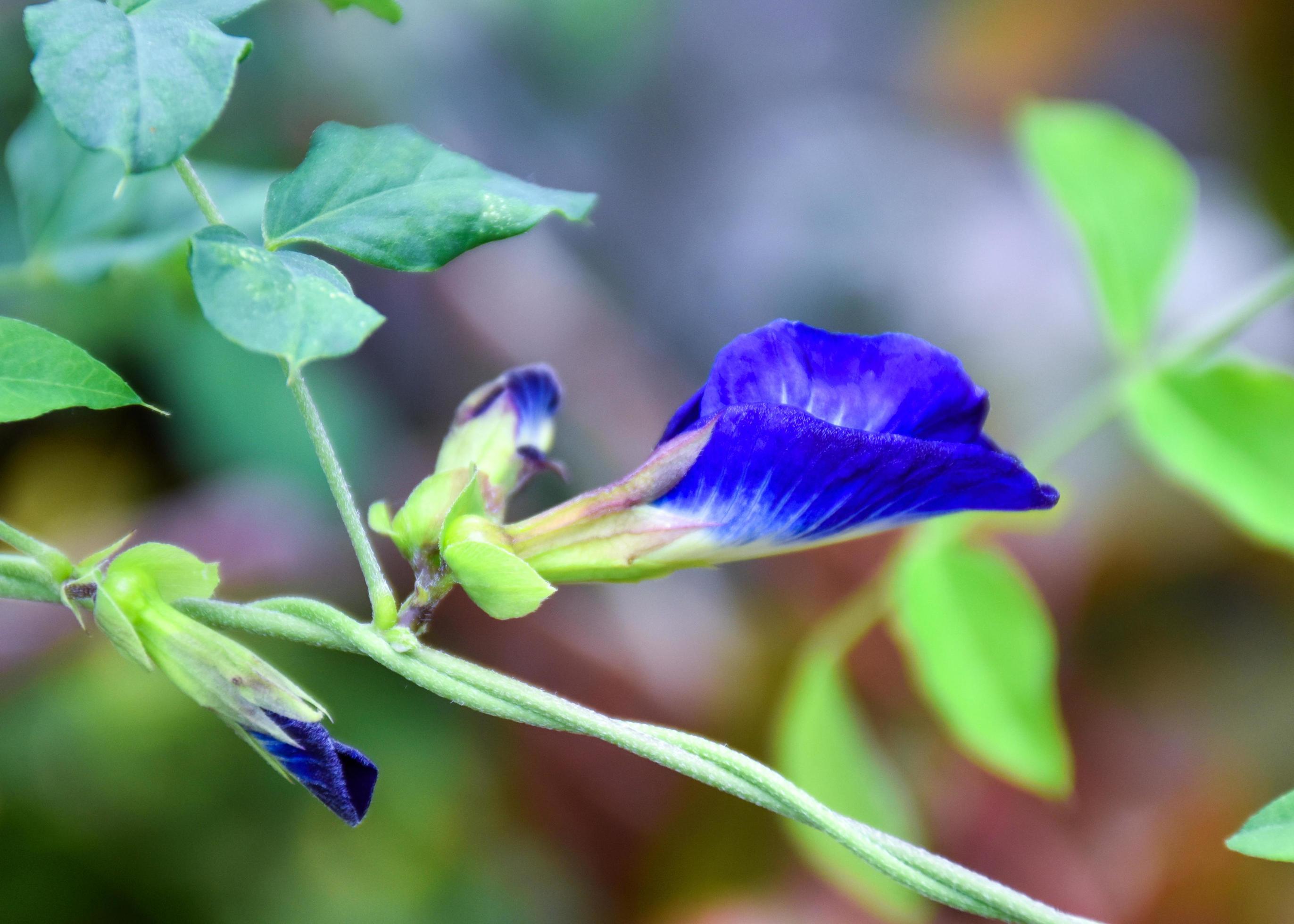 blue flowers blooming soft blur beauty nature Stock Free