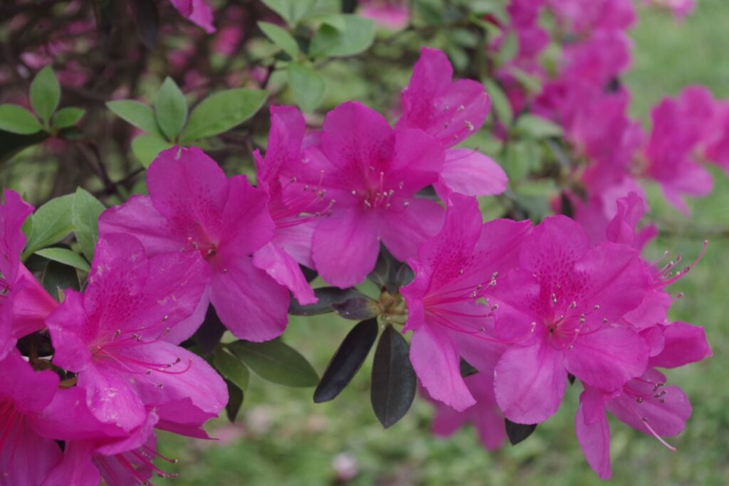 AZALEAS Stock Free