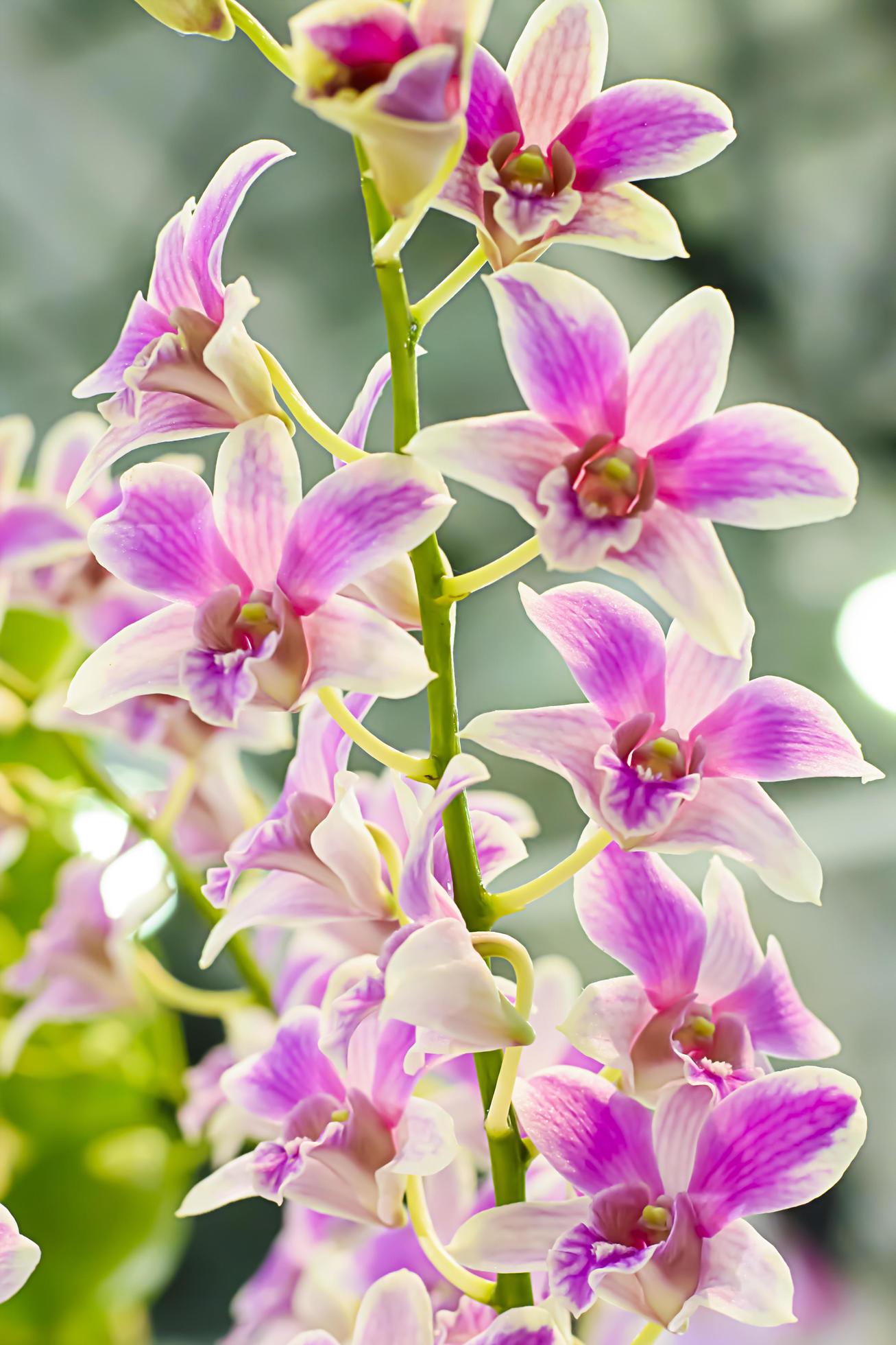 Orchidaceae is a diverse and widespread family of flowering plants, with blooms that are often colourful and often fragrant. Stock Free