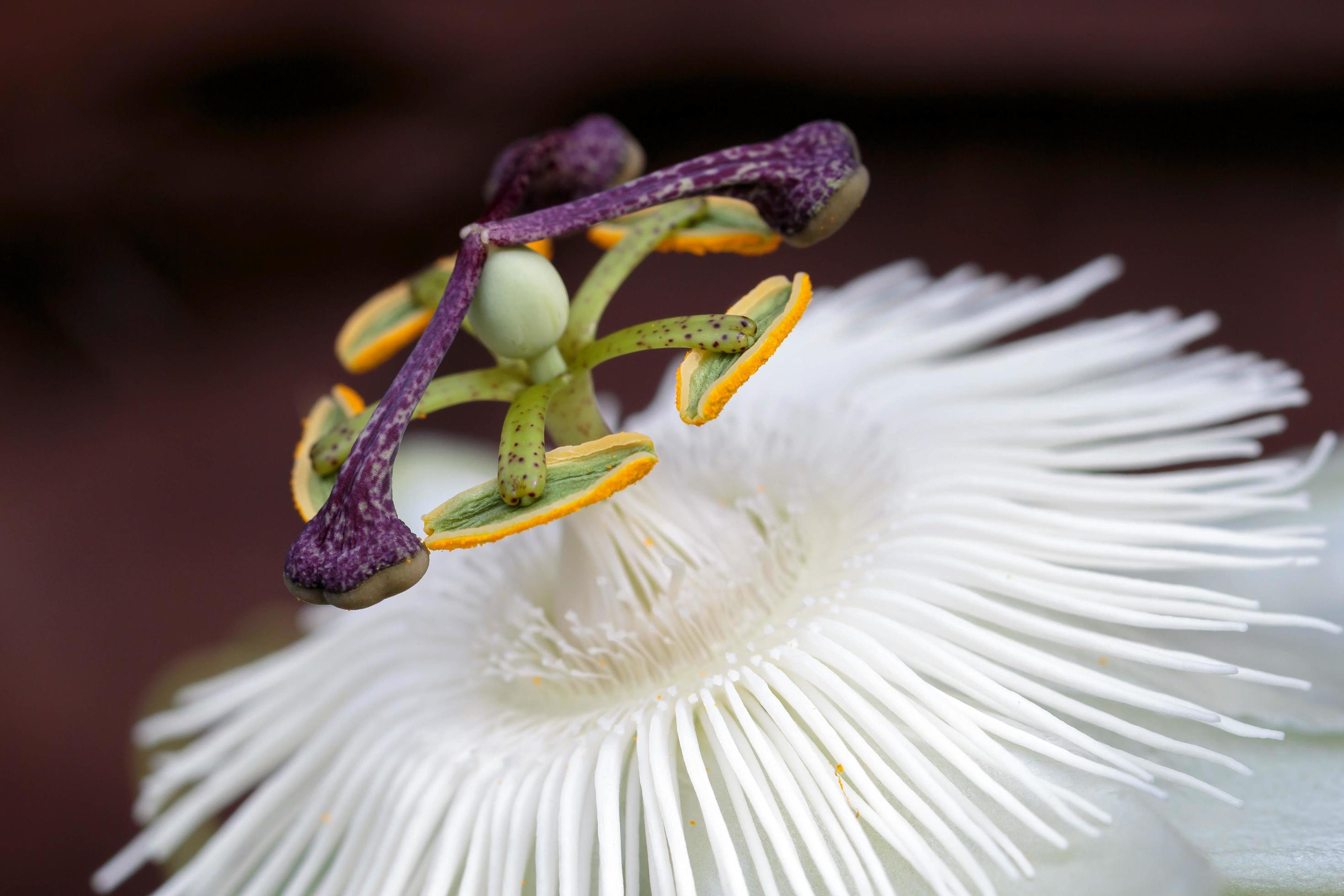 White Passion Flower Stock Free