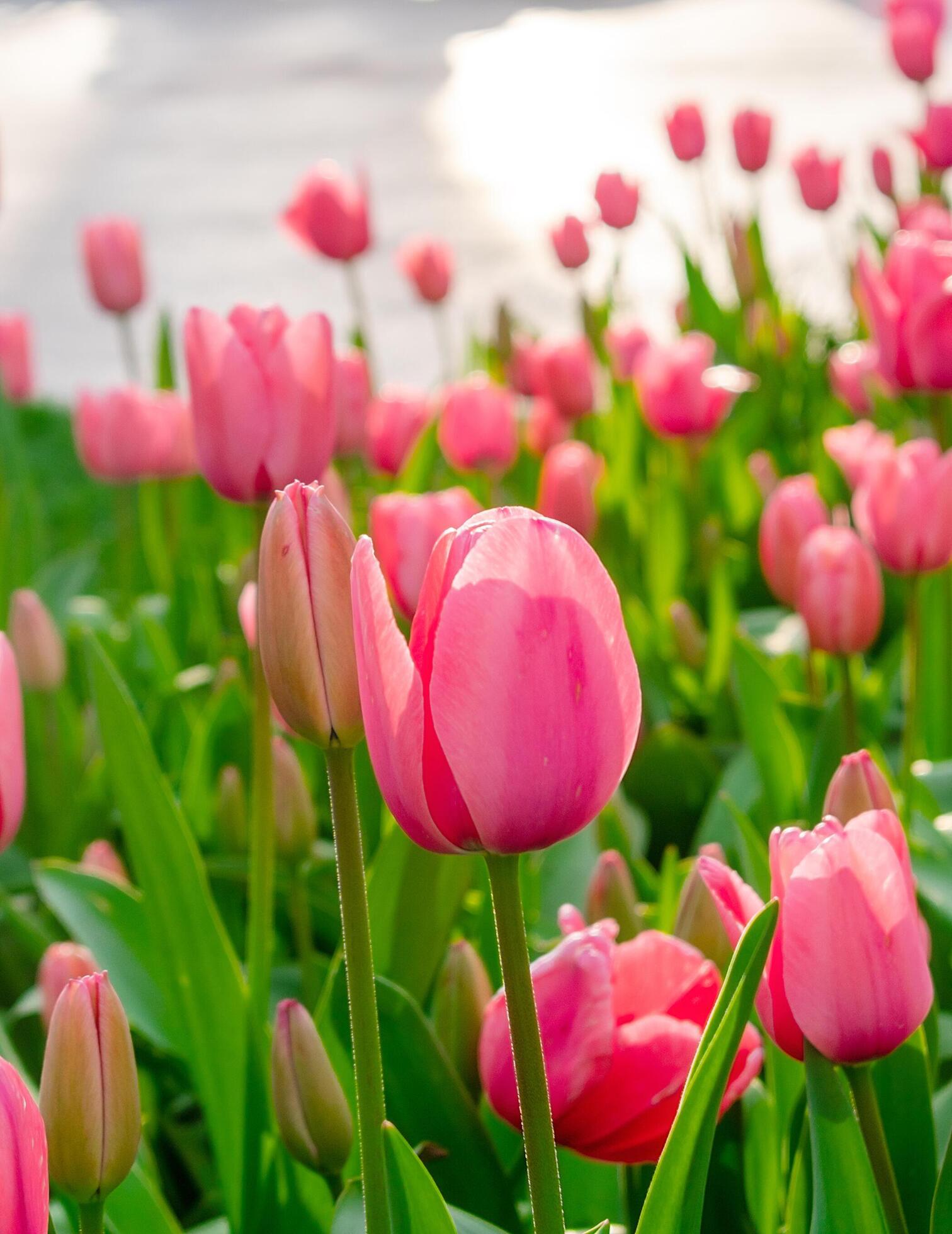 Background of many bright pink tulips. Floral background from a carpet of bright pink tulips. Stock Free