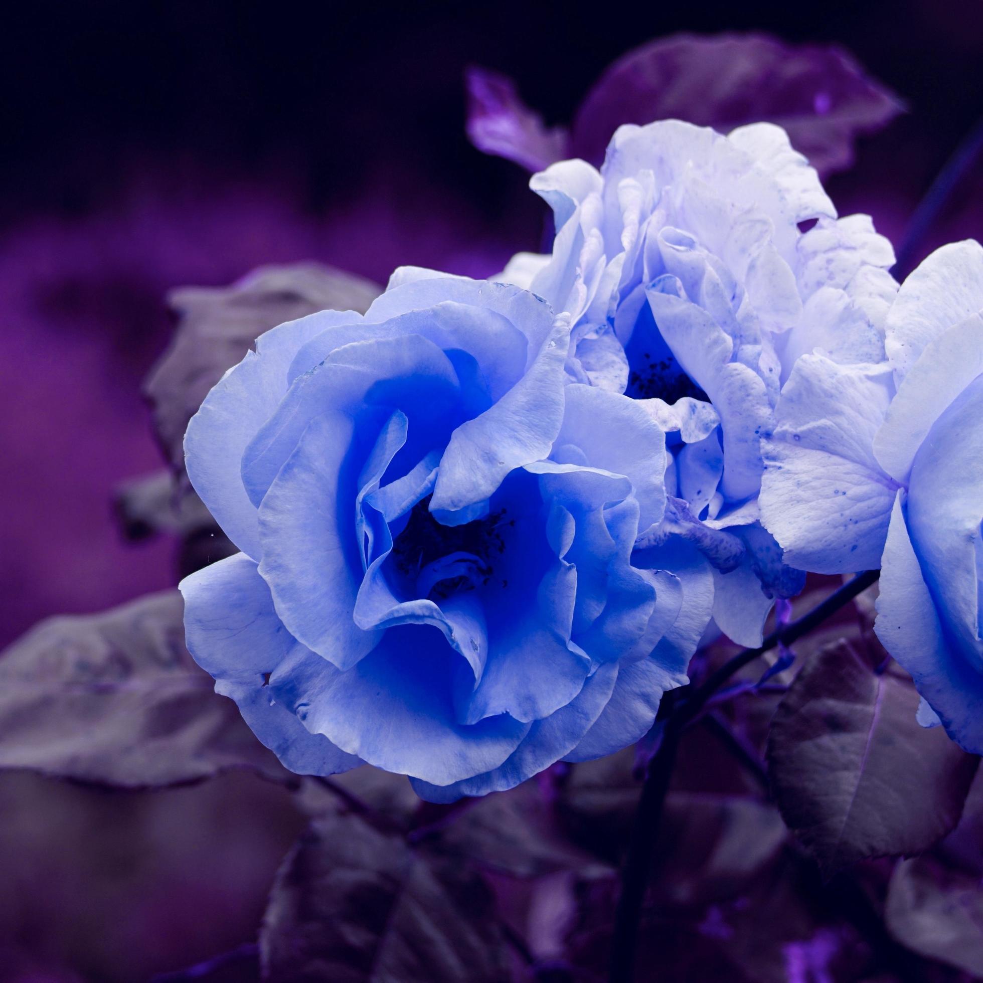 romantic blue rose flower for valentine’s day Stock Free