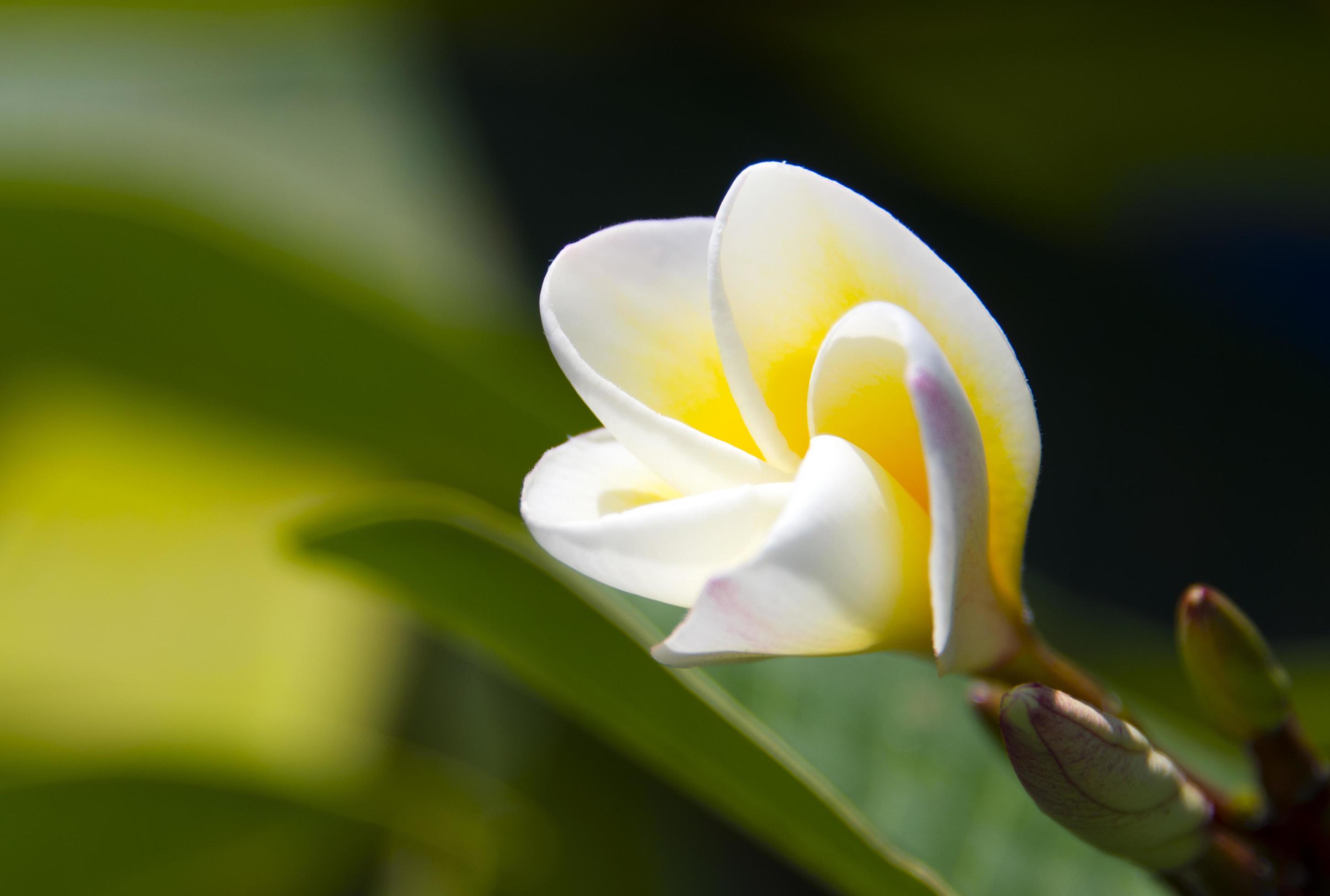 Frangipani flowers in the garden Stock Free