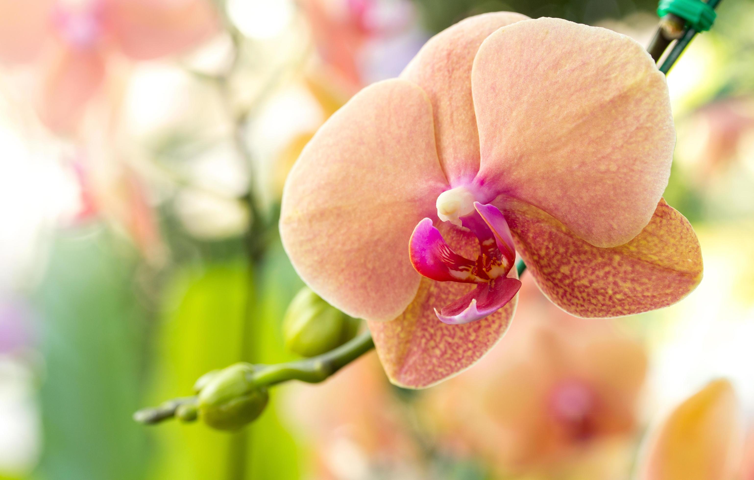 Phalaenopsis orchid flower Stock Free