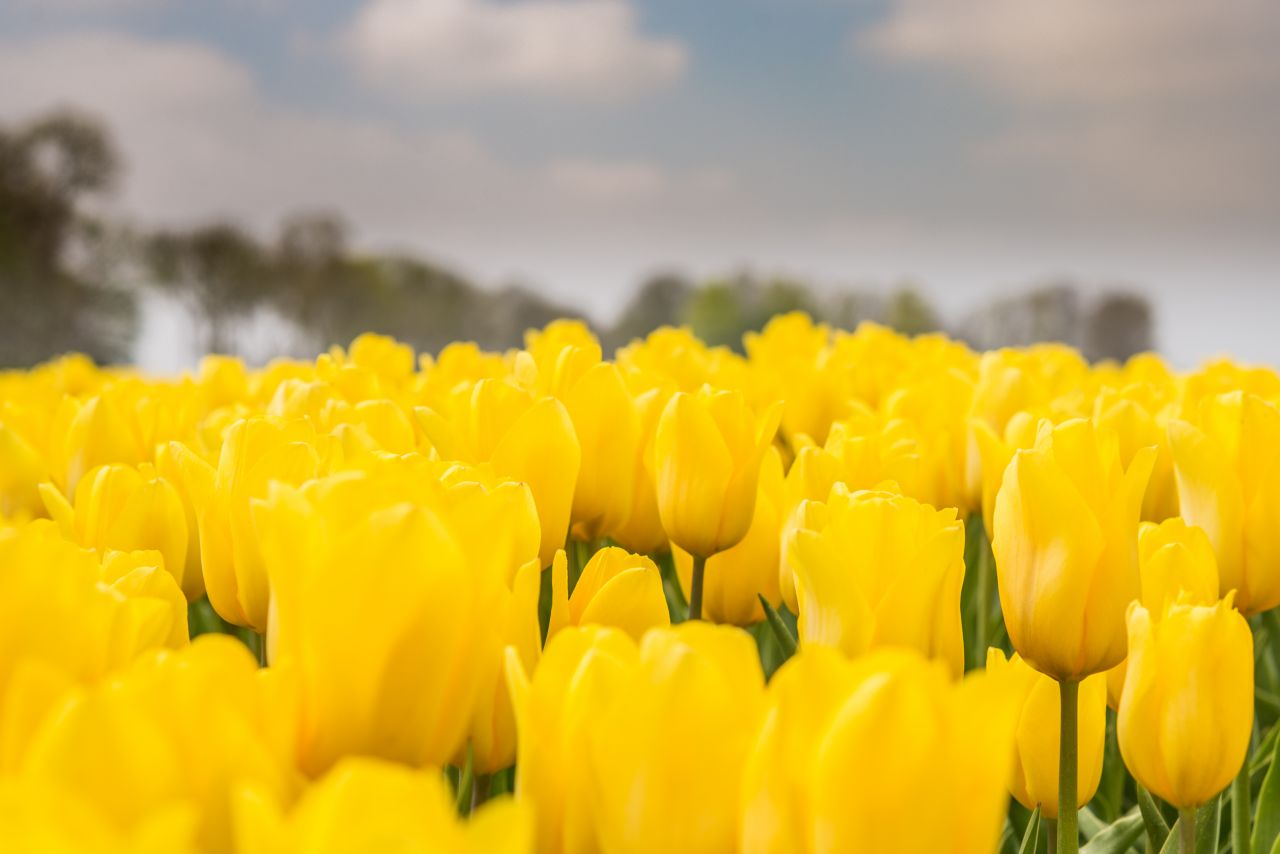 Yellow tulips Stock Free