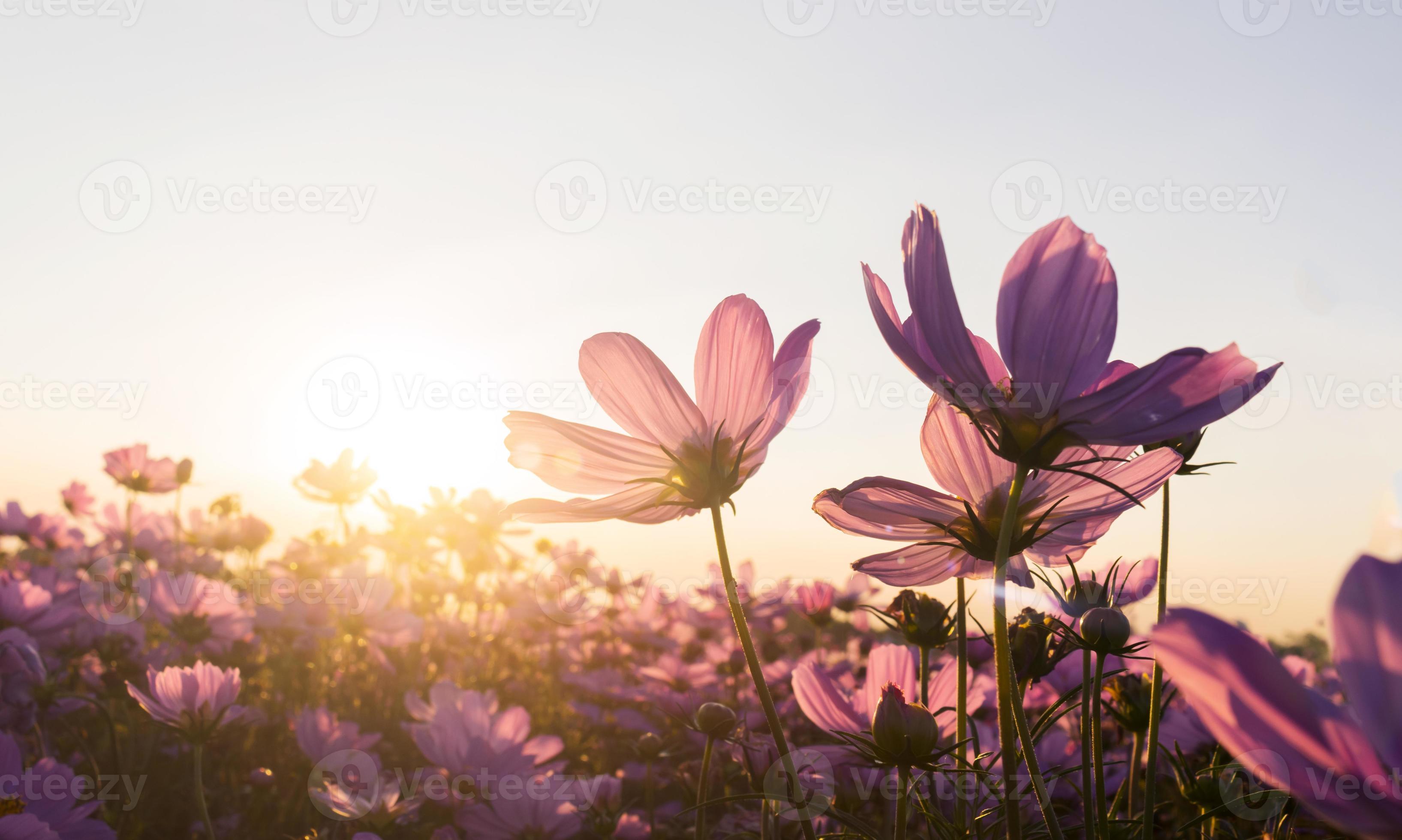 Pink cosmos flowers in the garden bloom gently in summer sunset Stock Free