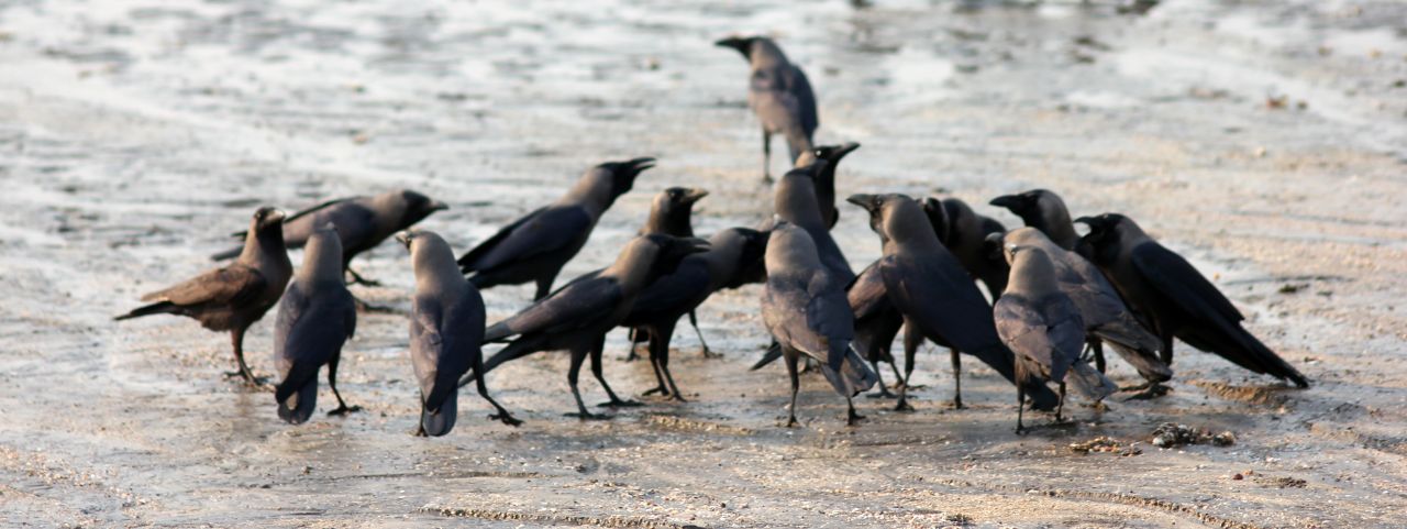 Crows Meeting Stock Free