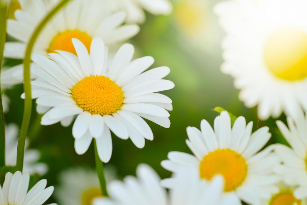 bright daisy flowers on a sunny day on the lawn Stock Free