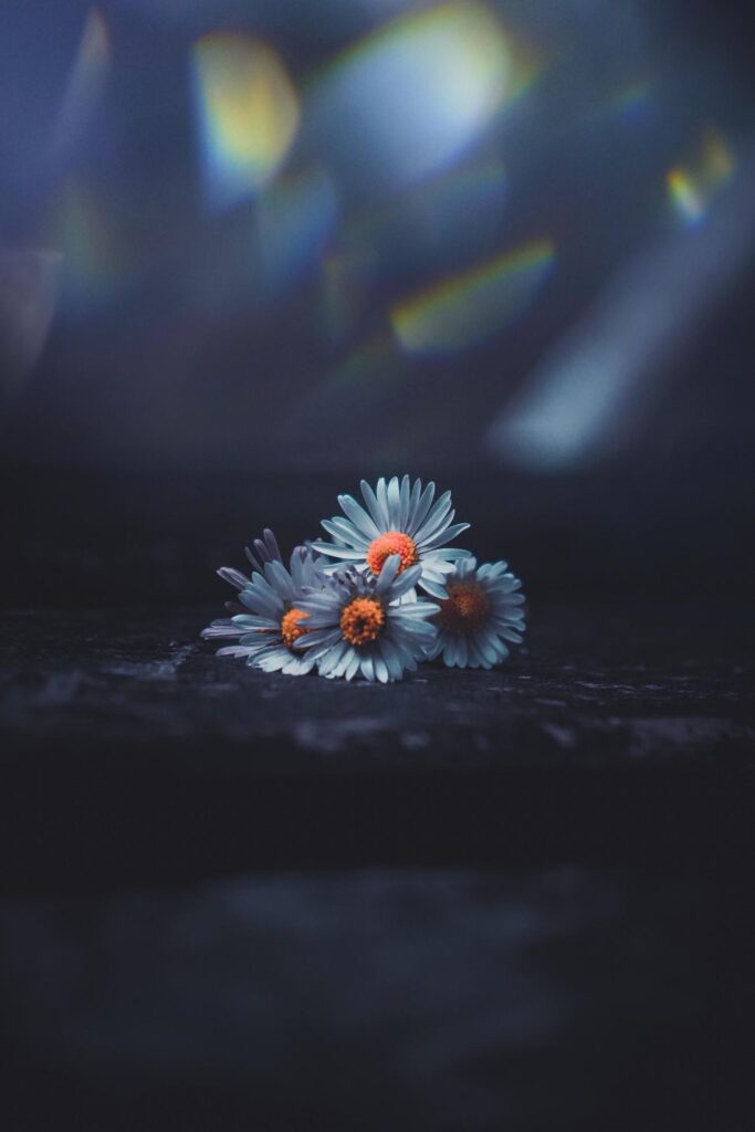 Daisy flower with light refractions Stock Free