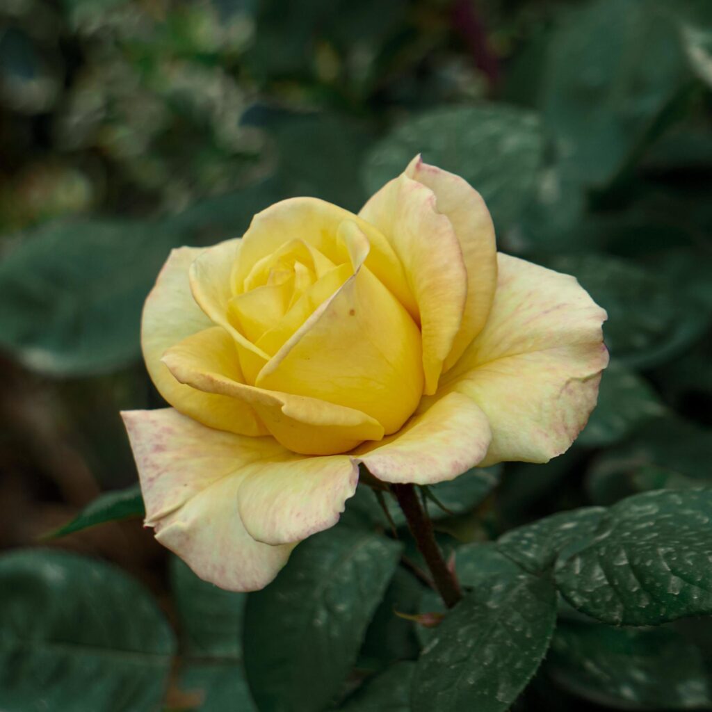 romantic yellow rose flower for valentine’s day Stock Free