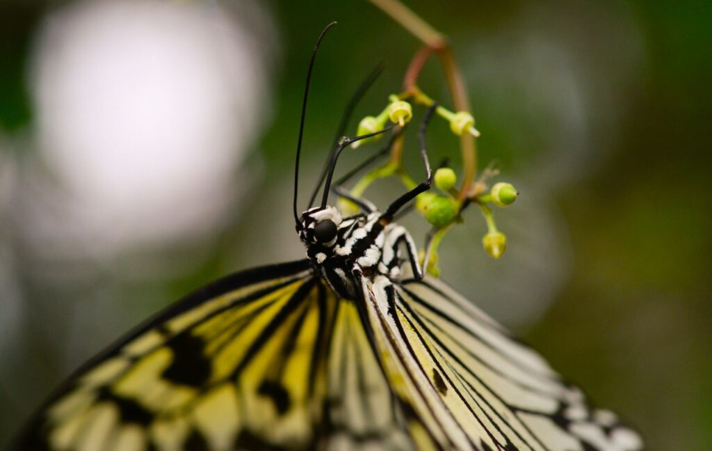 Butterfly upside down Stock Free