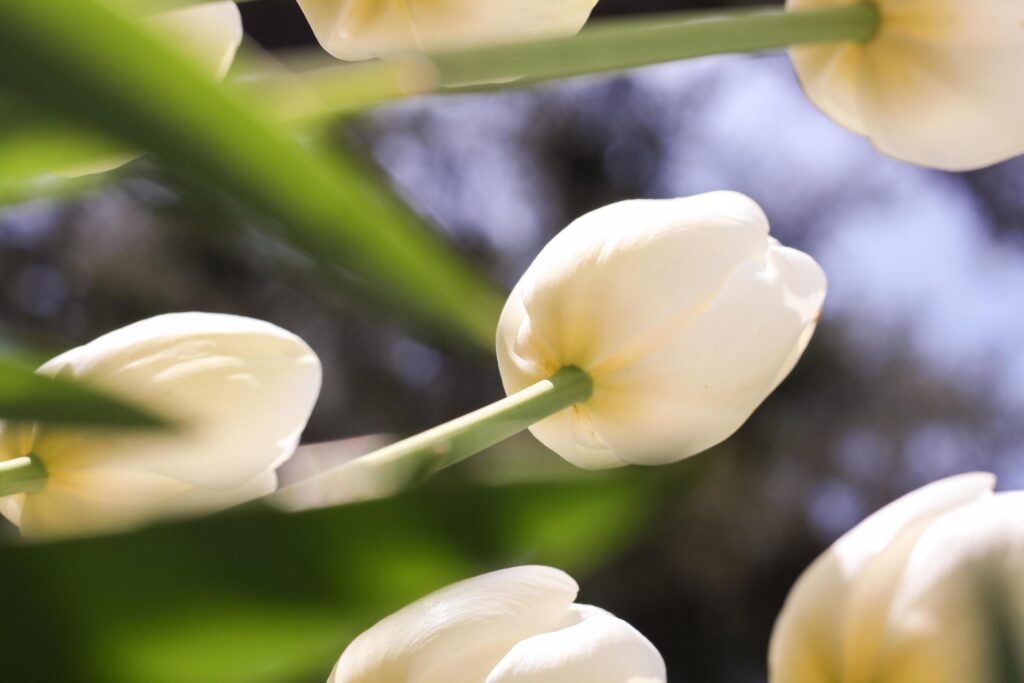 White tulip flower on a green background Stock Free