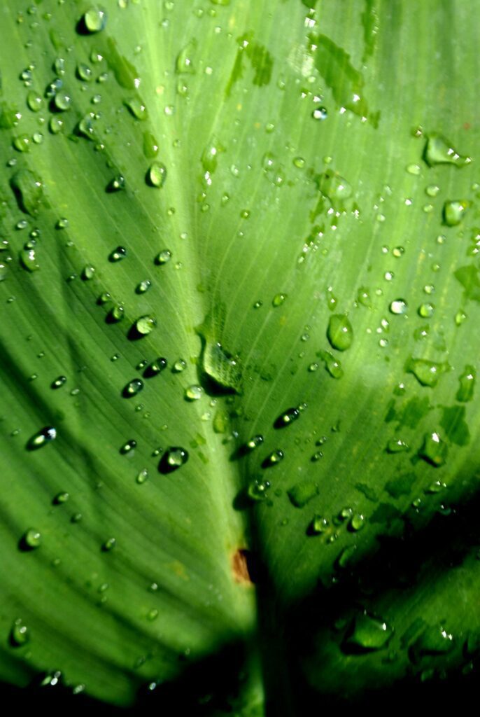 Banana Leaf Dew Drops Stock Free