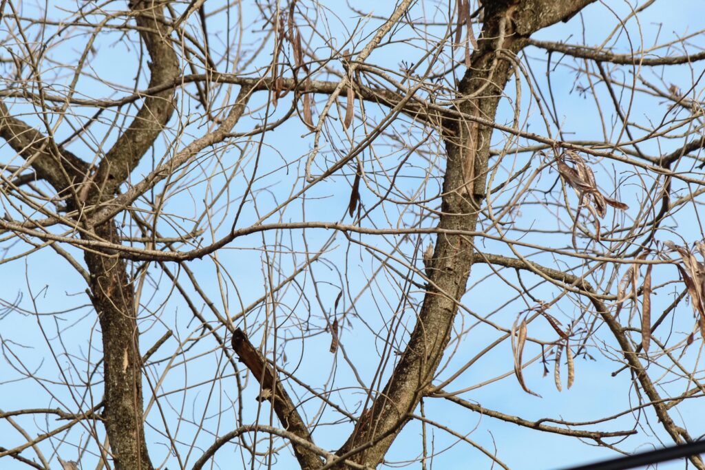 Tree branches and twigs, cloudy sky background Stock Free